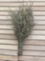 Bouquet of herbs bitter wormwood/ Artemisia absinthium