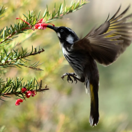 A NATIVE ANIMAL FRIENDLY GARDEN