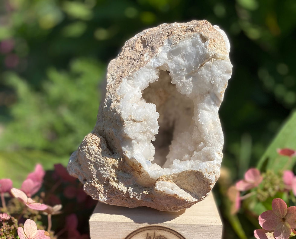 Thumbnail: Ammonite