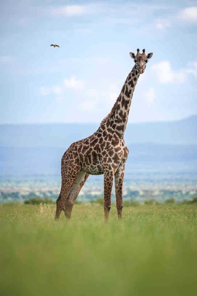 ג'ירפה עומדת בשדה ירוק. צולם בסוואנה של טנזניה, אפריקה על ידי עצמון דגן