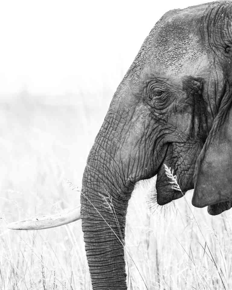 פורטרט של פיל מחייך למצלמה. תמונה בשחור לבן על ידי עצמון דגן. מיקומי, טנזניה, אפריקה