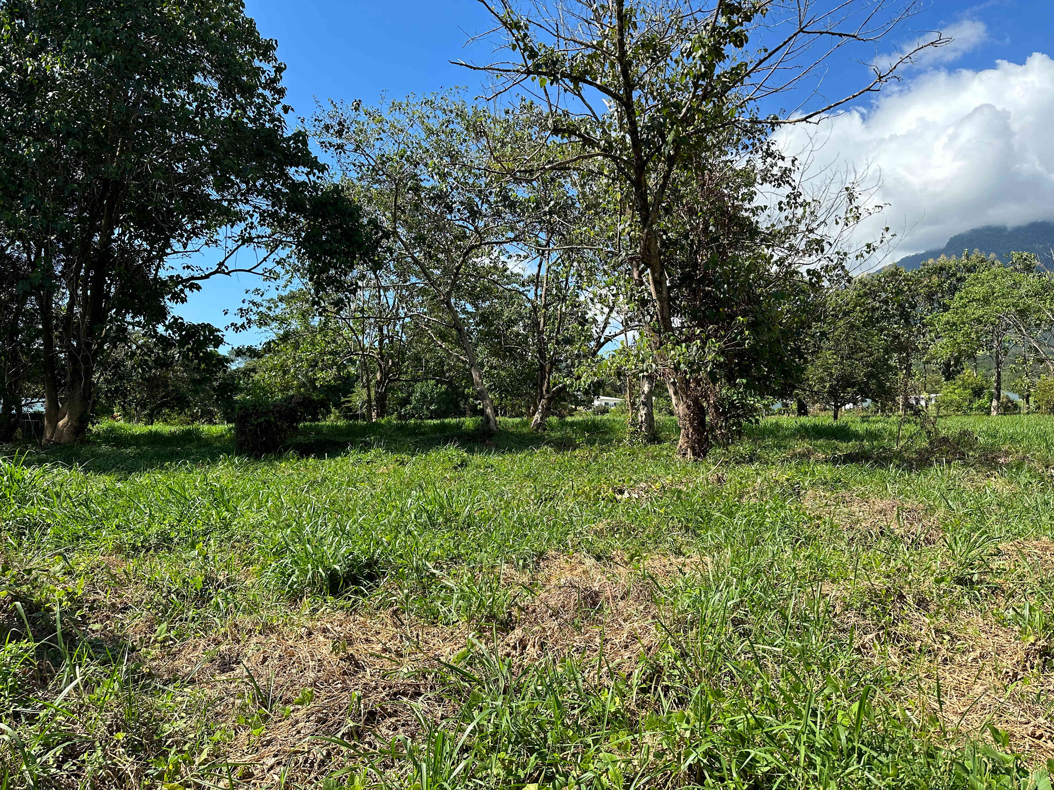 3-Acre-Plus Development Land in Ojochal property photo