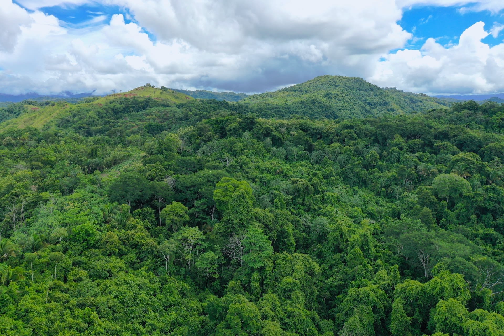 Teak and Hardwood Farm in Parrita, Puntarenas property photo