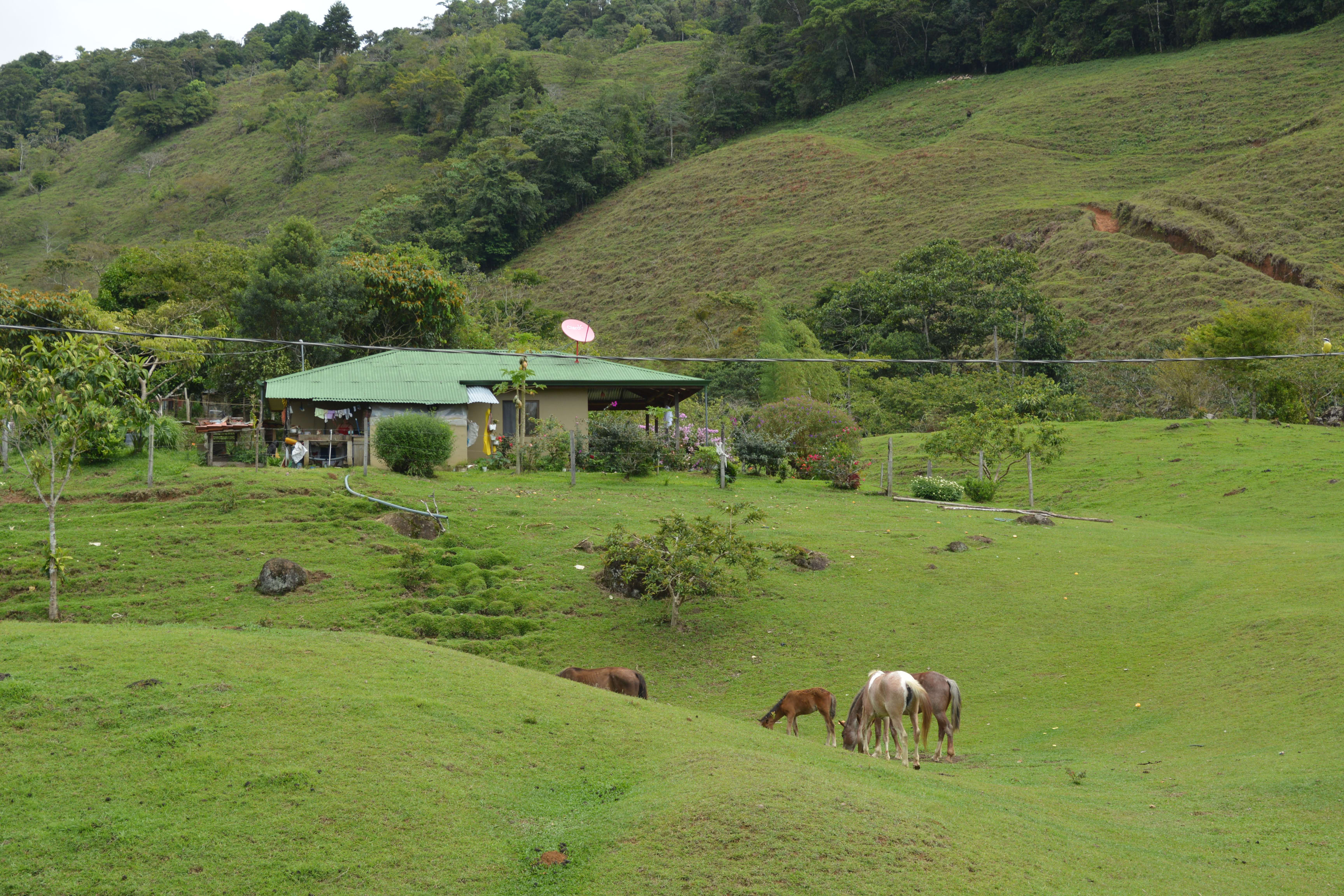 263-Acre Farm on the Rio San Antonio, San Isidro de El General property photo 4