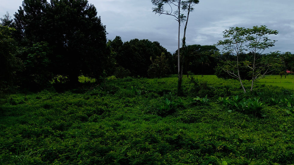 Thumbnail: Commercial Land in Uvita | 1.24 Acres on Main Highway