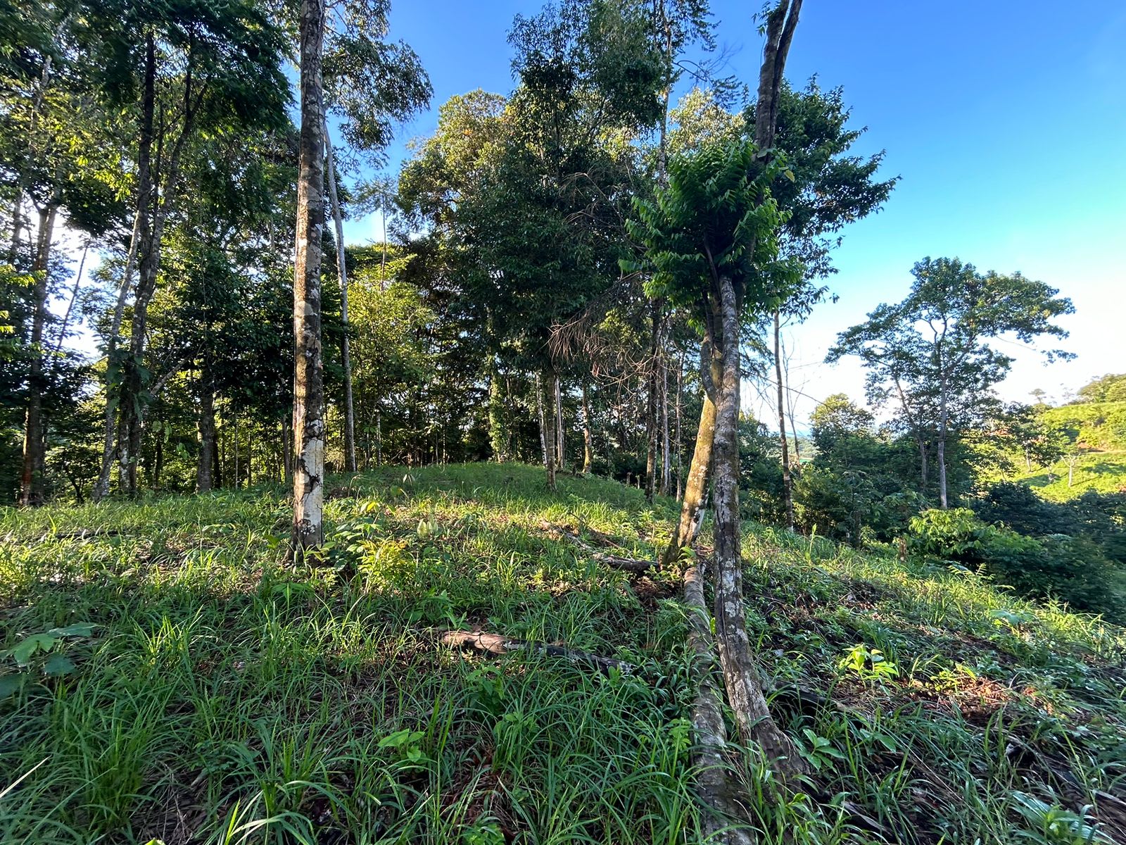 5-Acre Ocean View Land in Uvita property photo 5