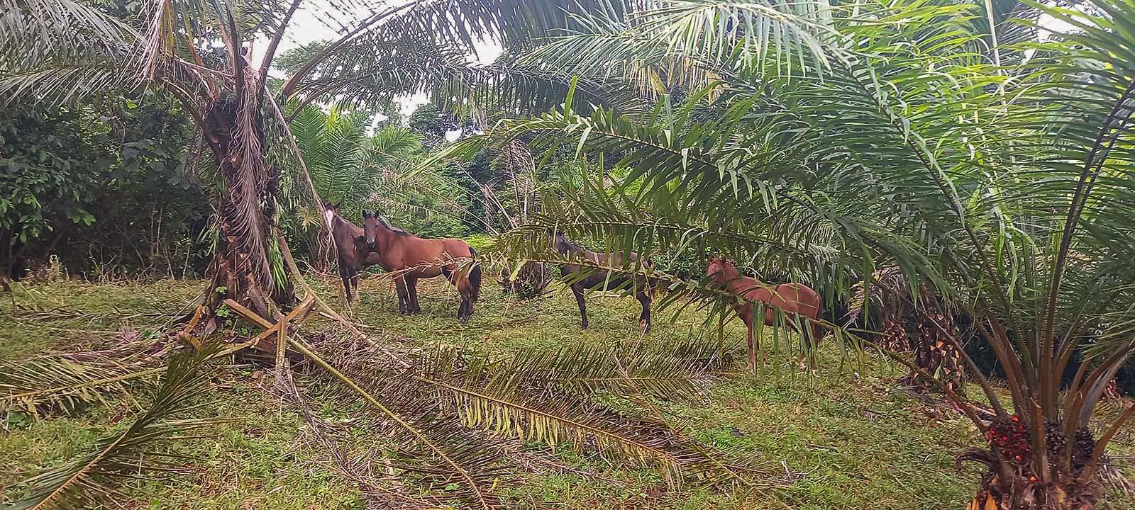 598-Acre Ranch in San Juan de Dios, Platanillo property photo 4