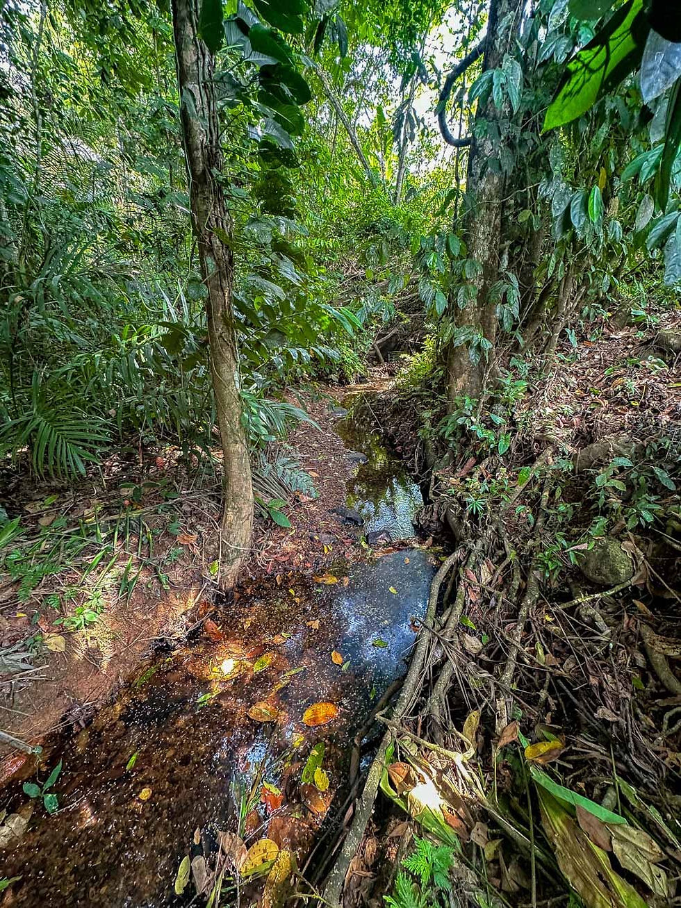 Thumbnail: 23-Acre Ocean View Land in Ojochal | Highway Frontage