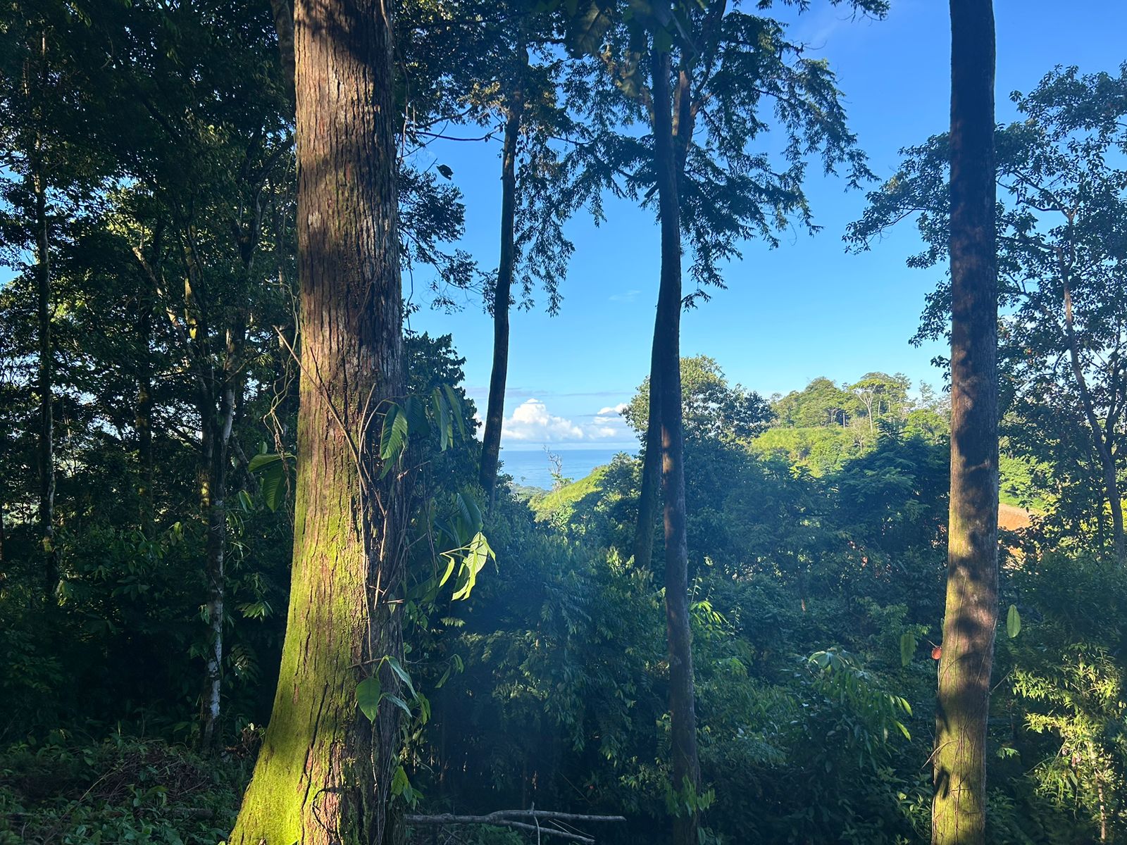 5-Acre Ocean View Land in Uvita property photo 3