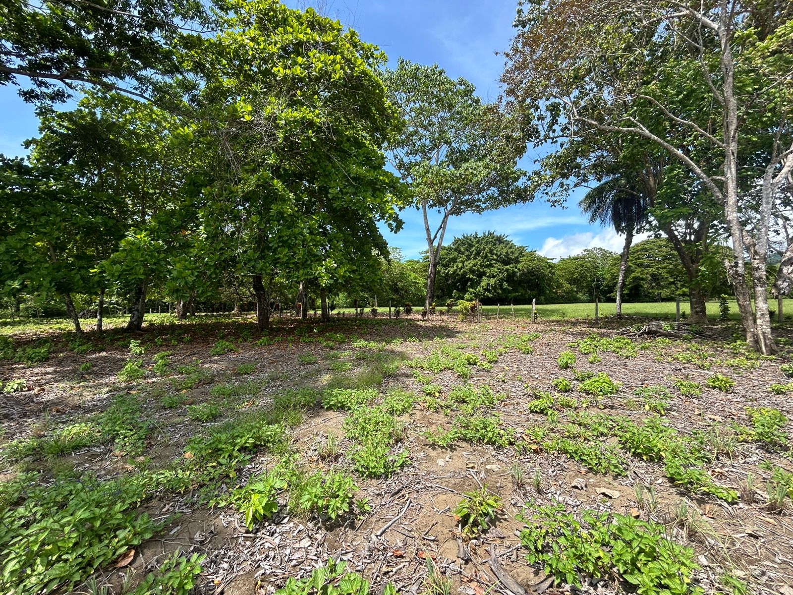 Beachfront Land on Playa Sombrero, Matapalo, Osa property photo 3
