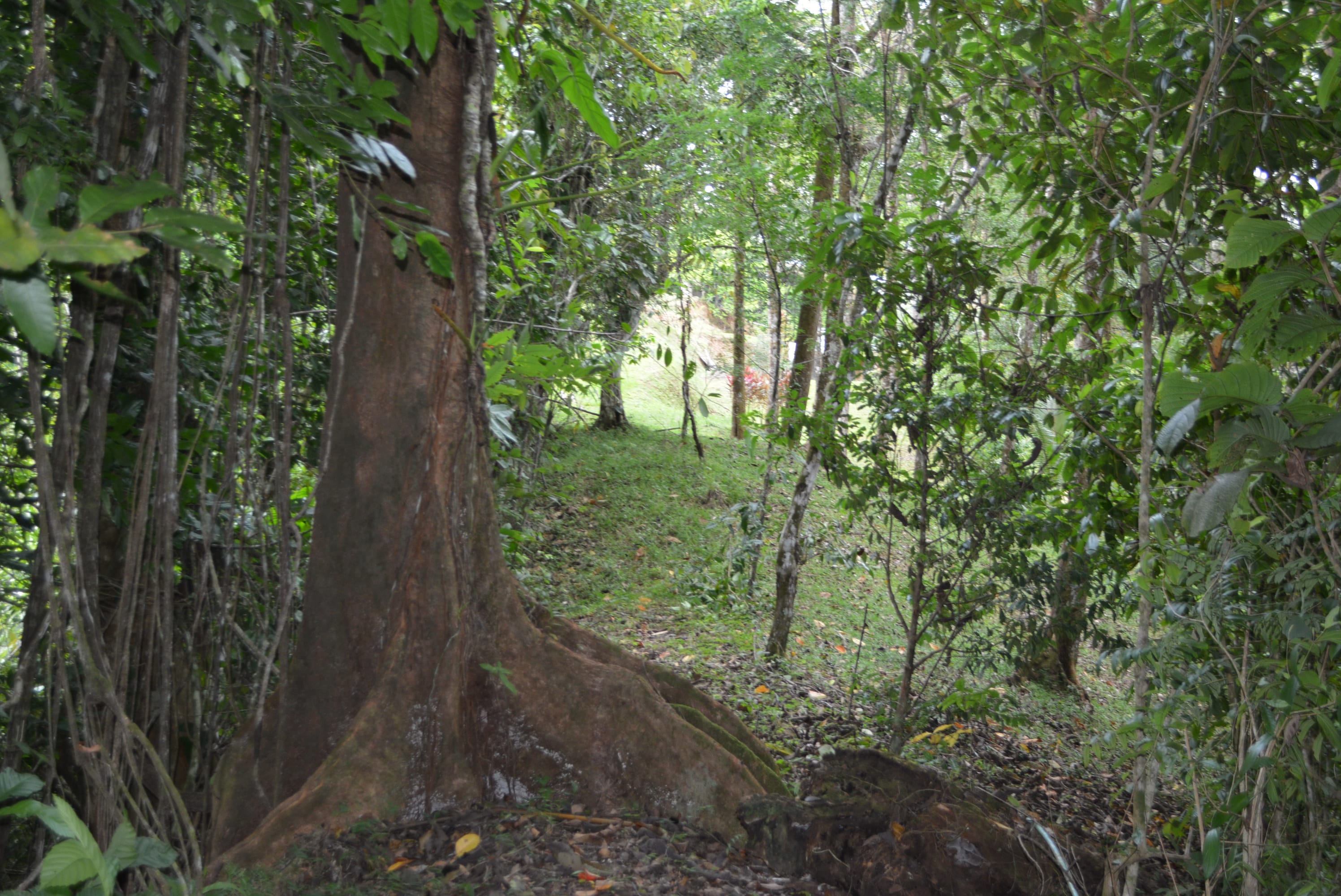 5 Building Lots in Lagunas, Near Dominical property photo 2
