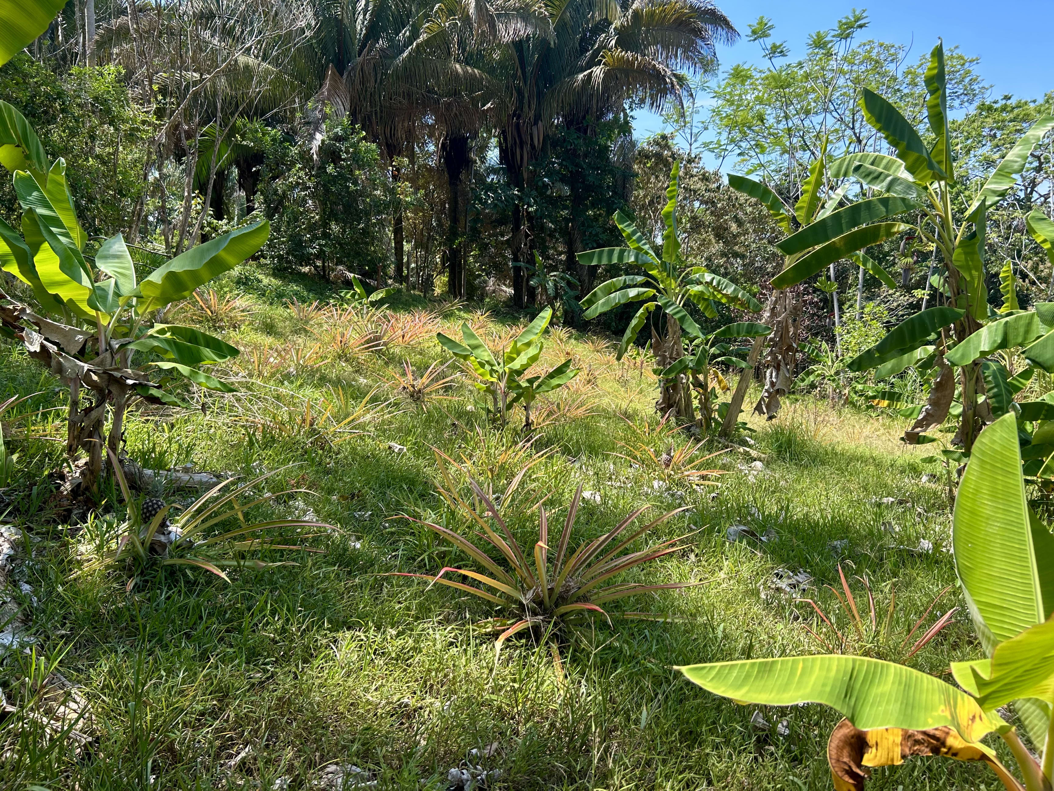 1.67-Acre Ocean View Land in Playa Hermosa, Uvita in Uvita, Costa Rica