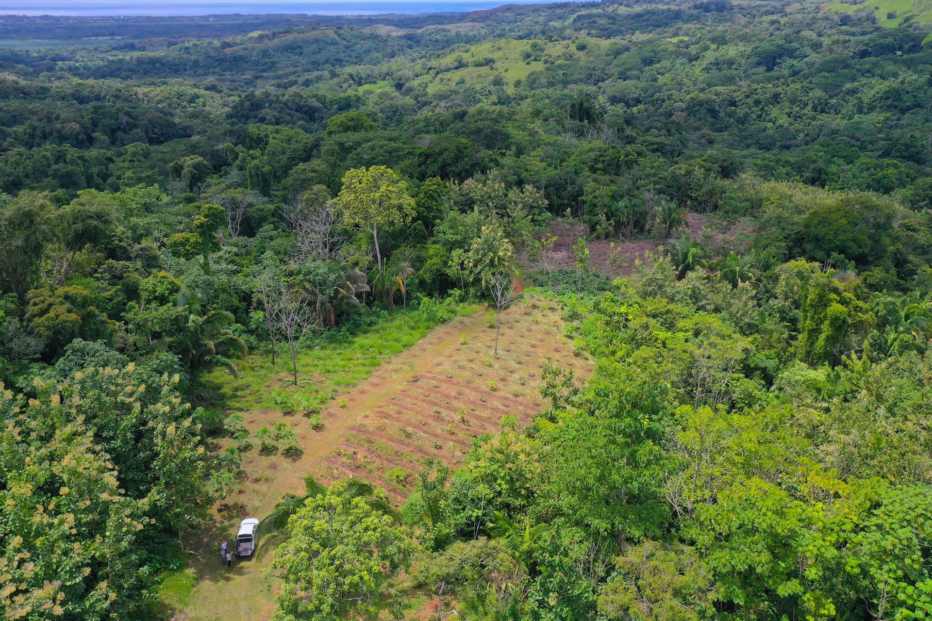 Teak and Hardwood Farm in Parrita, Puntarenas property photo 5