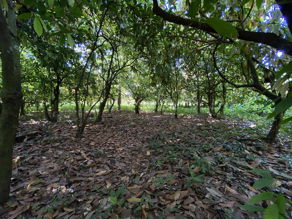 Thumbnail: Commercial Lot in Uvita | 90m Road Frontage, Flat & Buildable