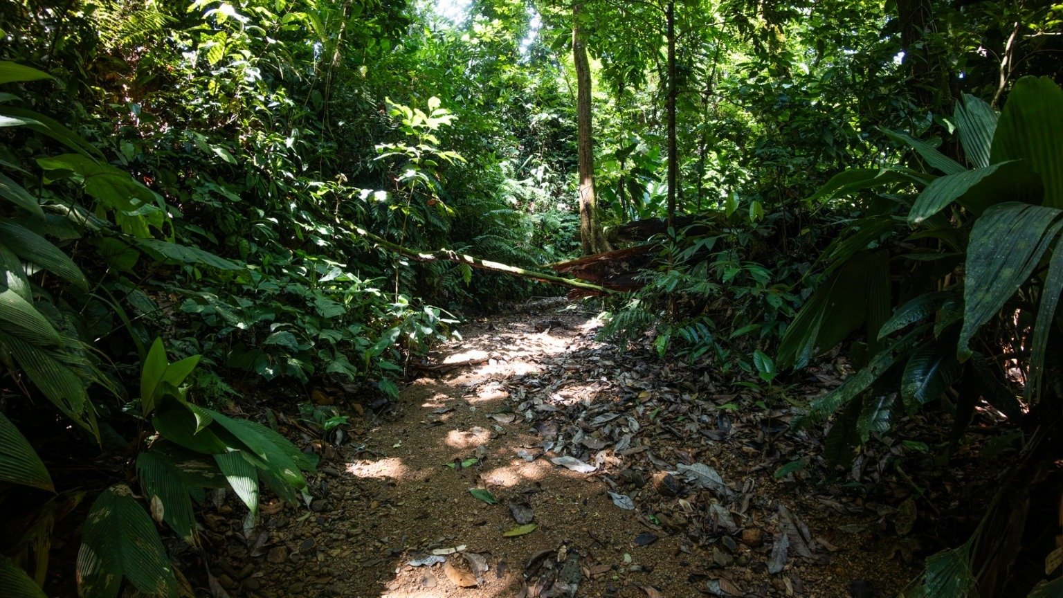 5-Acre Jungle Lot in Las Brisas, Ballena property photo 2