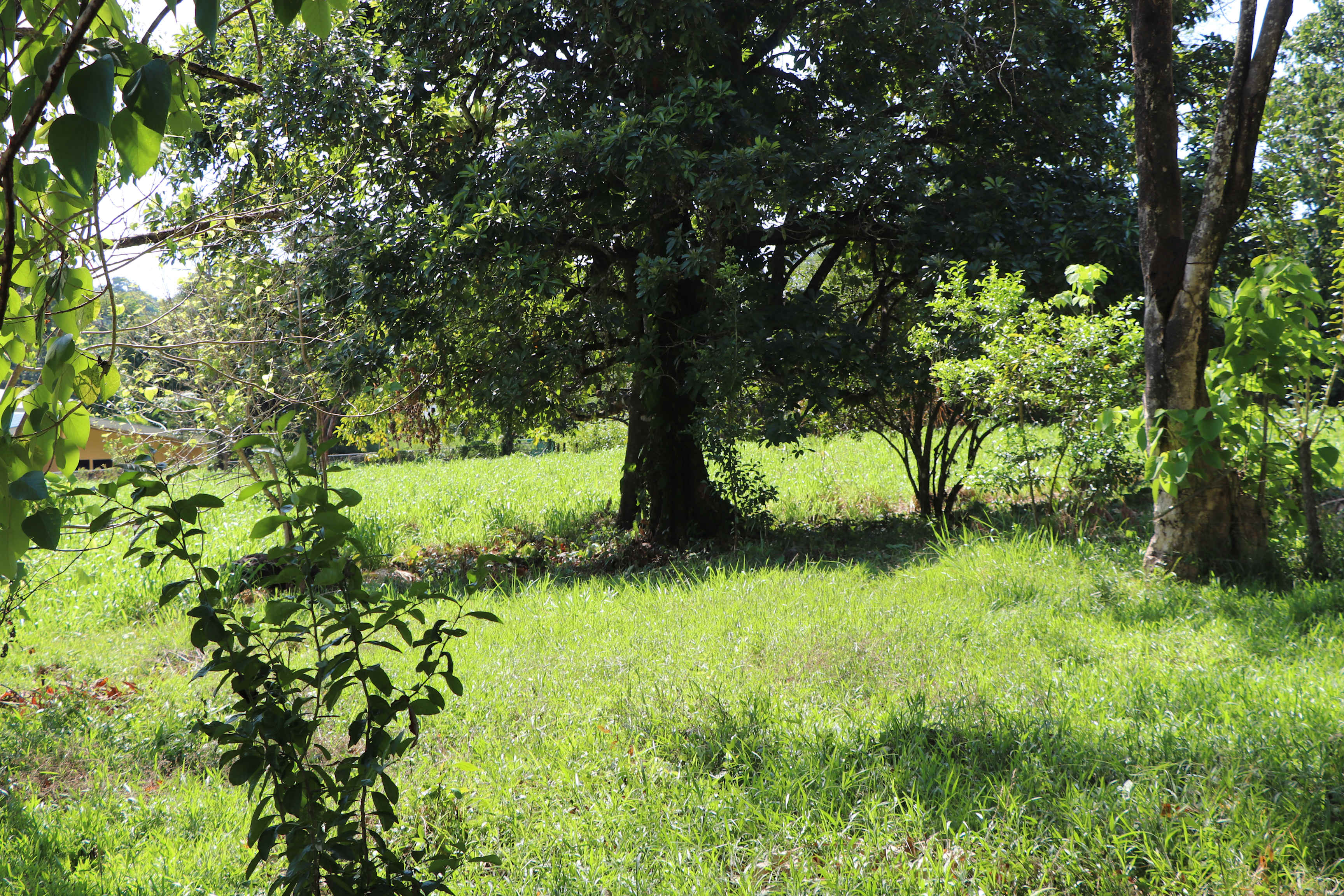 3-Acre-Plus Development Land in Ojochal property photo 3
