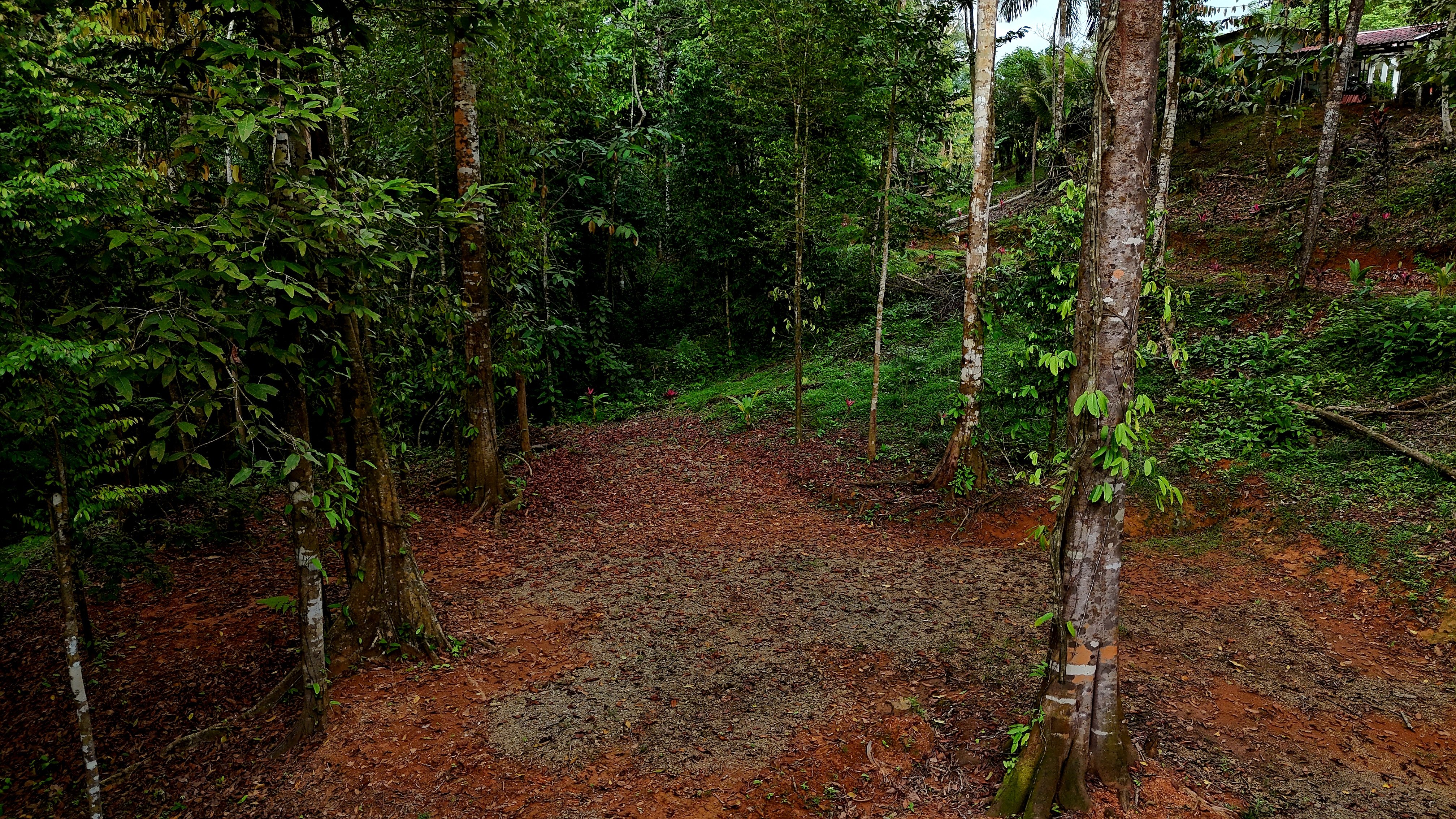 3.75-Acre Jungle Lot in Ventanas de Osa property photo 4
