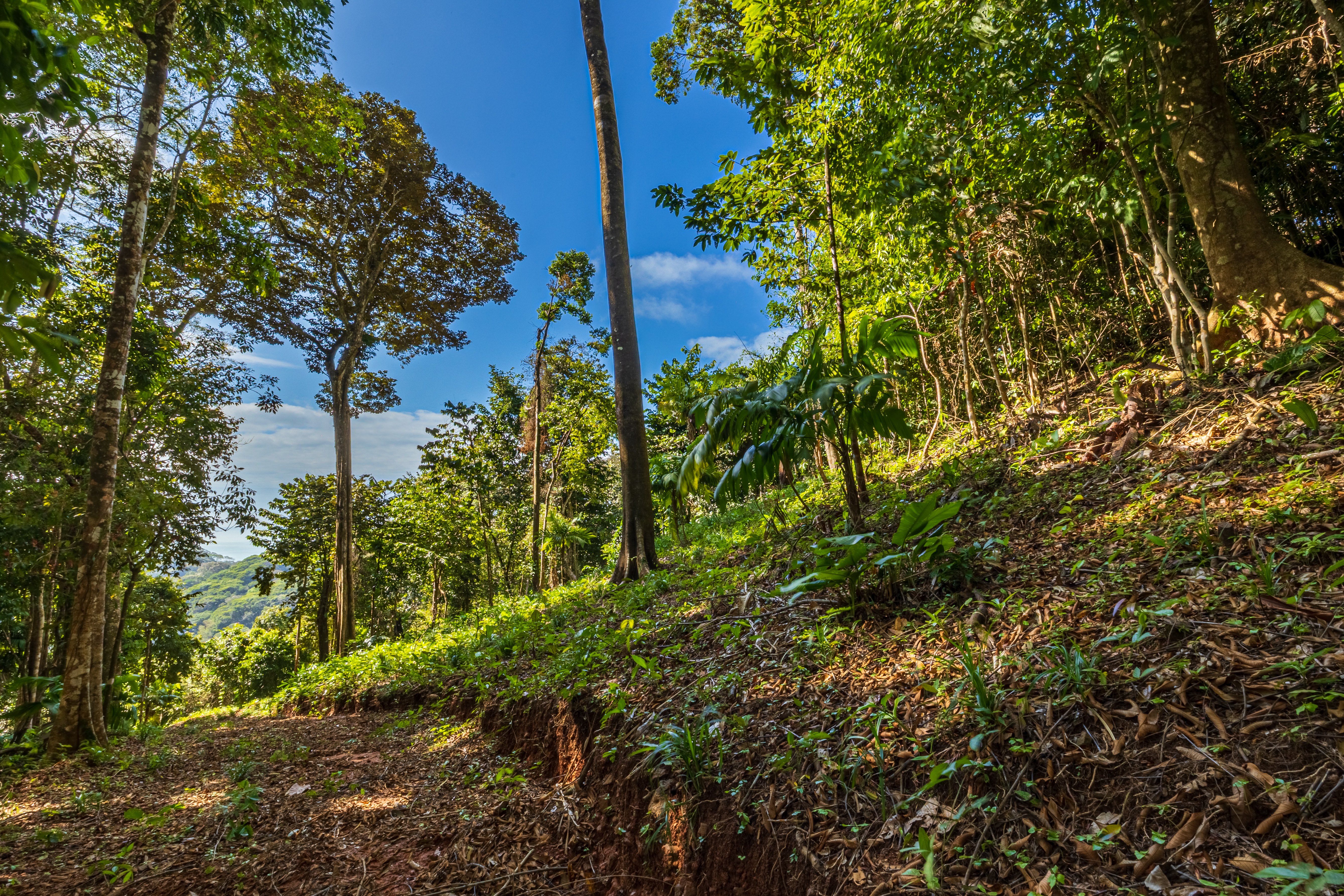 86-Acre Ocean View Estate Bordering Hacienda Baru, Dominical property photo 5