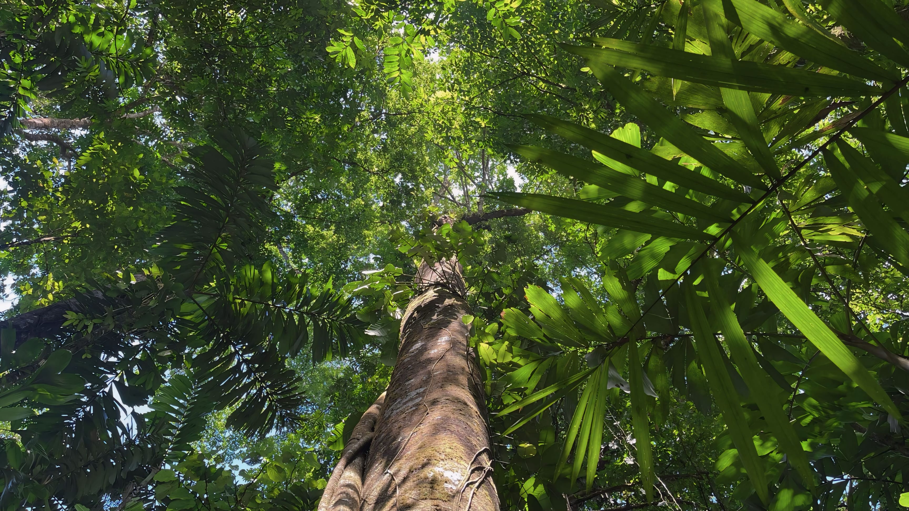 20-Acre Jungle Estate (Finca Cerro del Tigre) in Uvita property photo 3