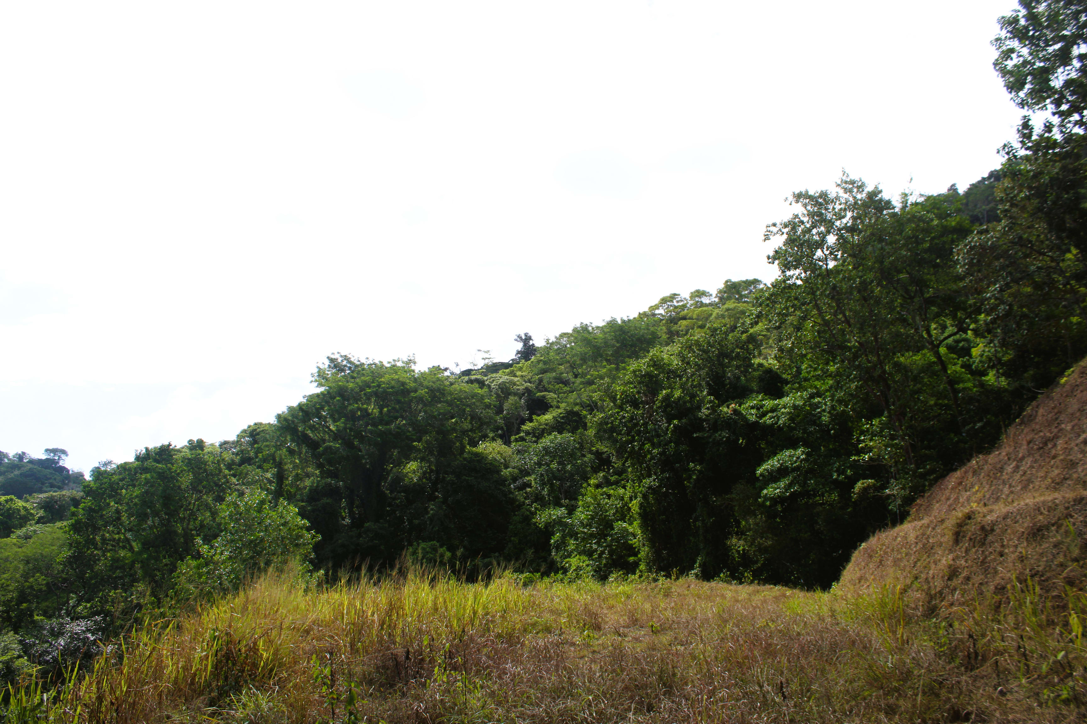 5-Acre Ocean View Lot with Waterfall, Stairway to the Stars, Tres Rios property photo 2