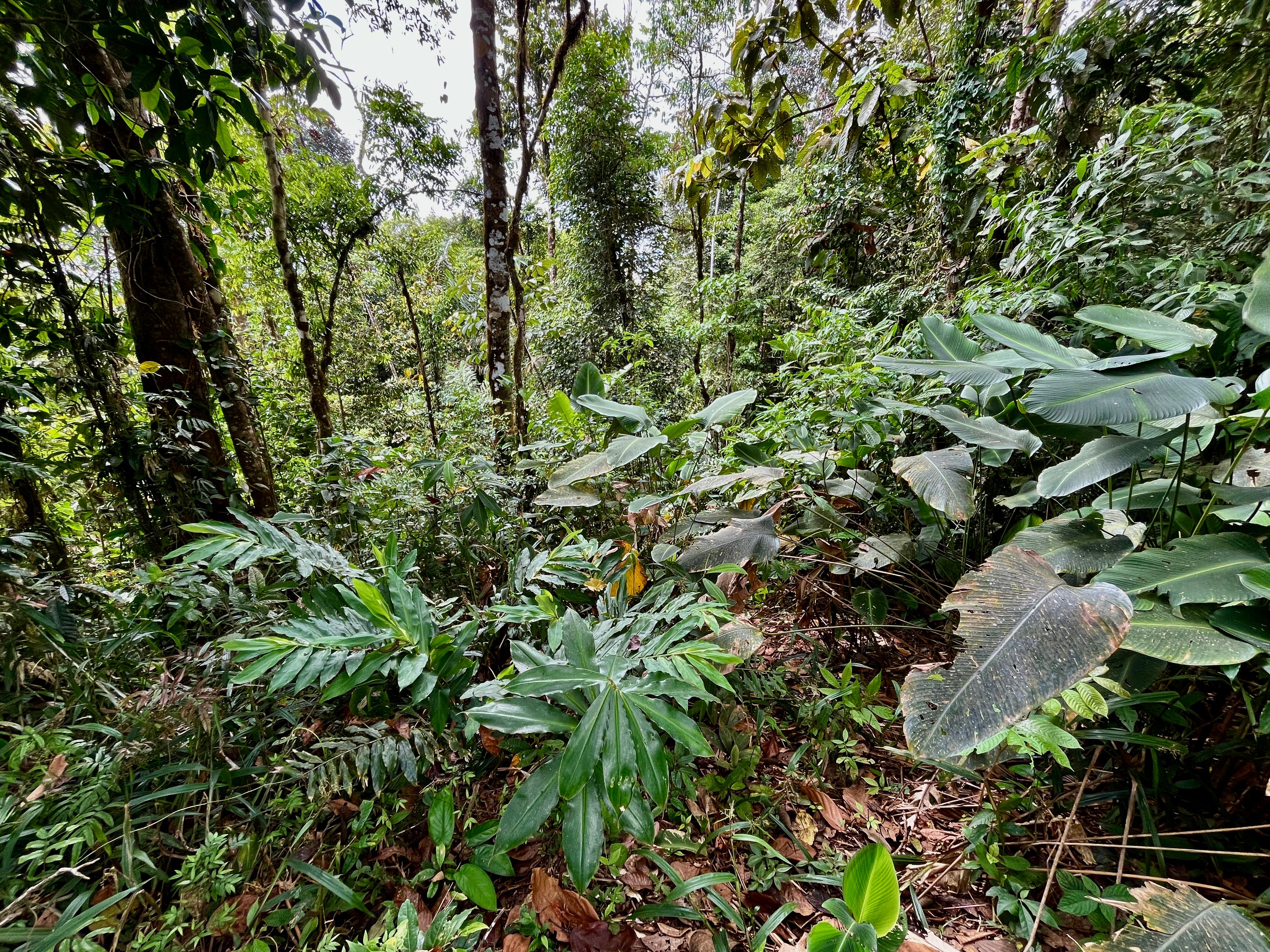 7-Acre Ocean and Mountain View Land in San Luis de Morete, Uvita property photo 5