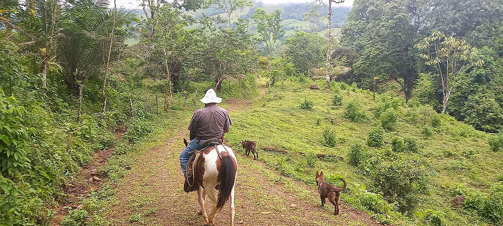 Thumbnail: 598-Acre Ranch in Platanillo | Ocean Views & River Frontage