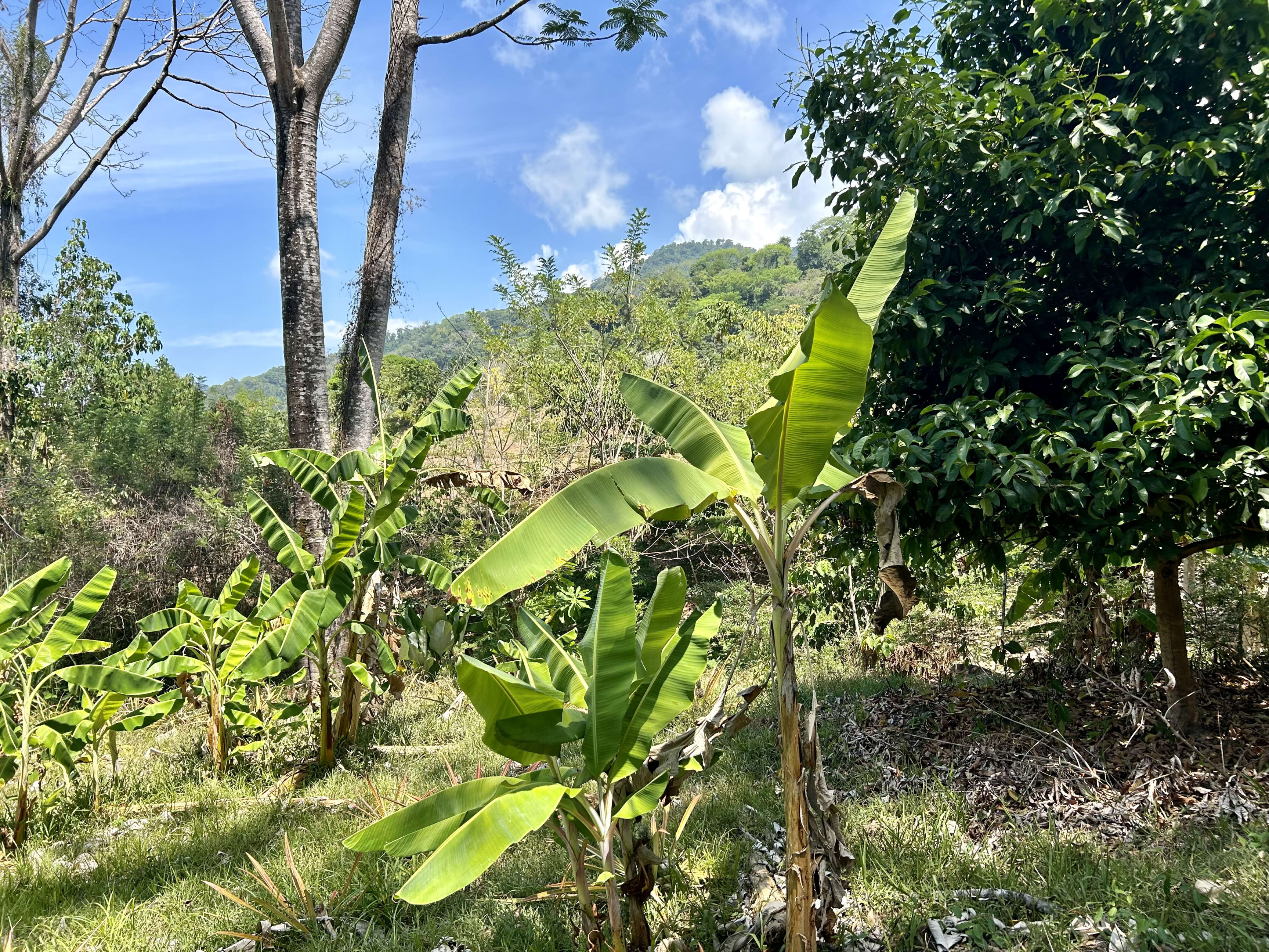 1.67-Acre Ocean View Land in Playa Hermosa, Uvita property photo 3