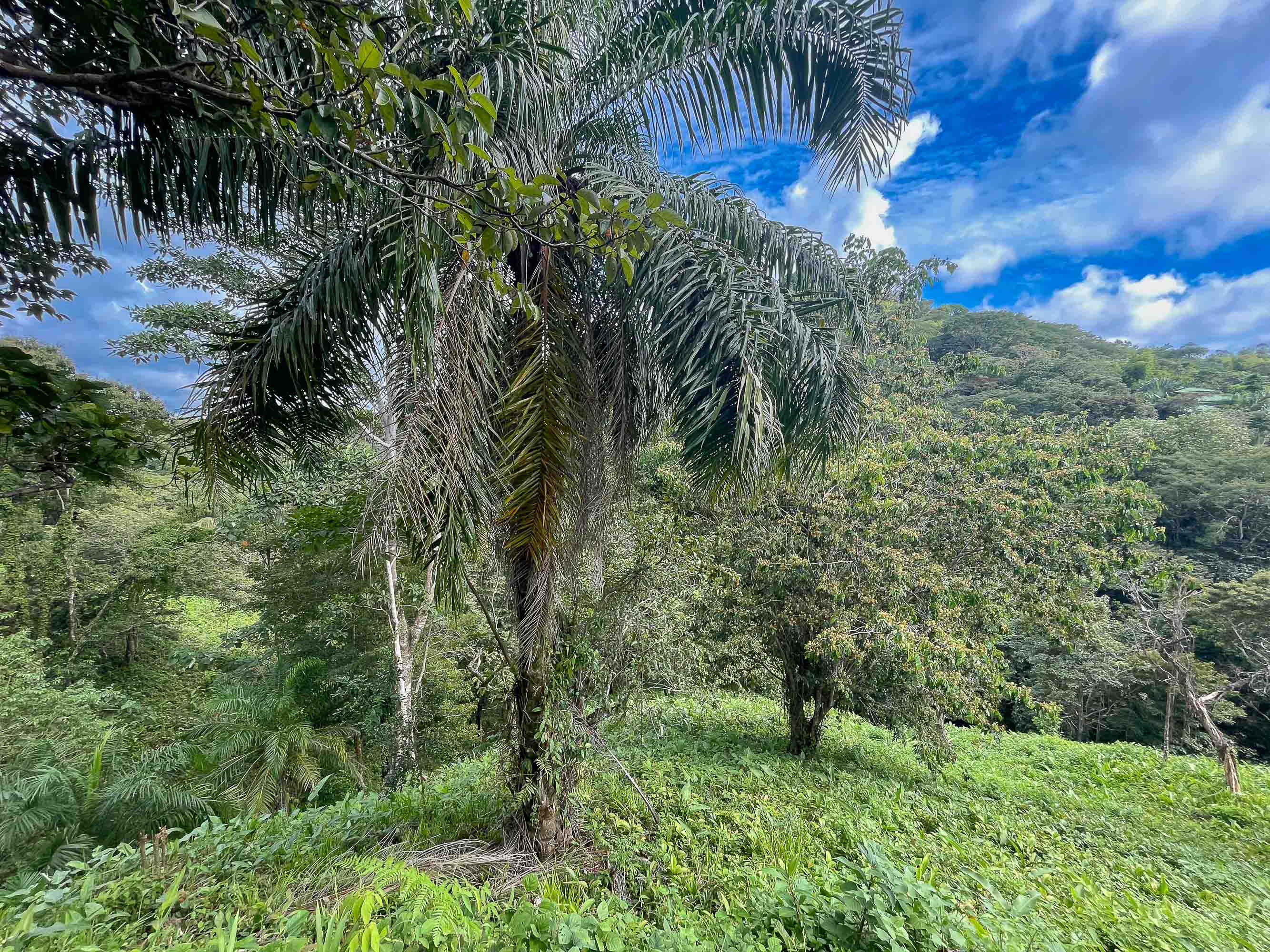 3-Acre Development Land with Stream Frontage, Manuel Antonio property photo 3