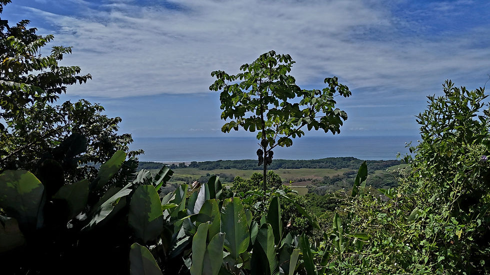 Thumbnail: Ocean View Land in Hatillo | 3.34 Acres Ready to Build