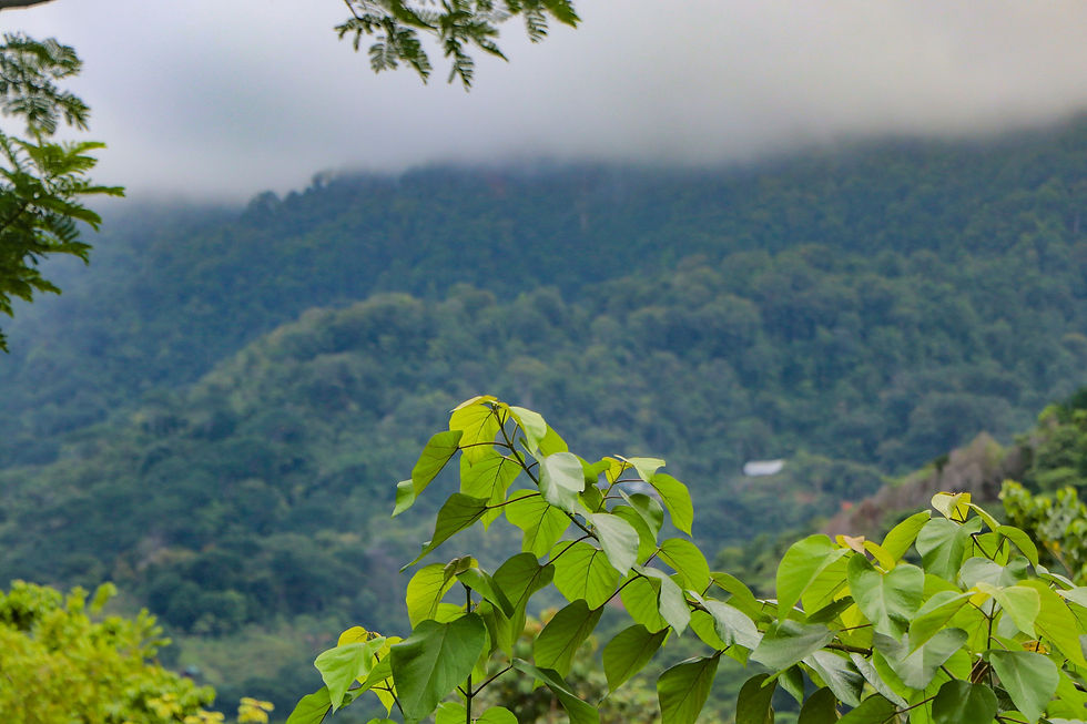 Thumbnail: 5-Acre Ocean View Lot in Ojochal | Sunset Views & Legal Water