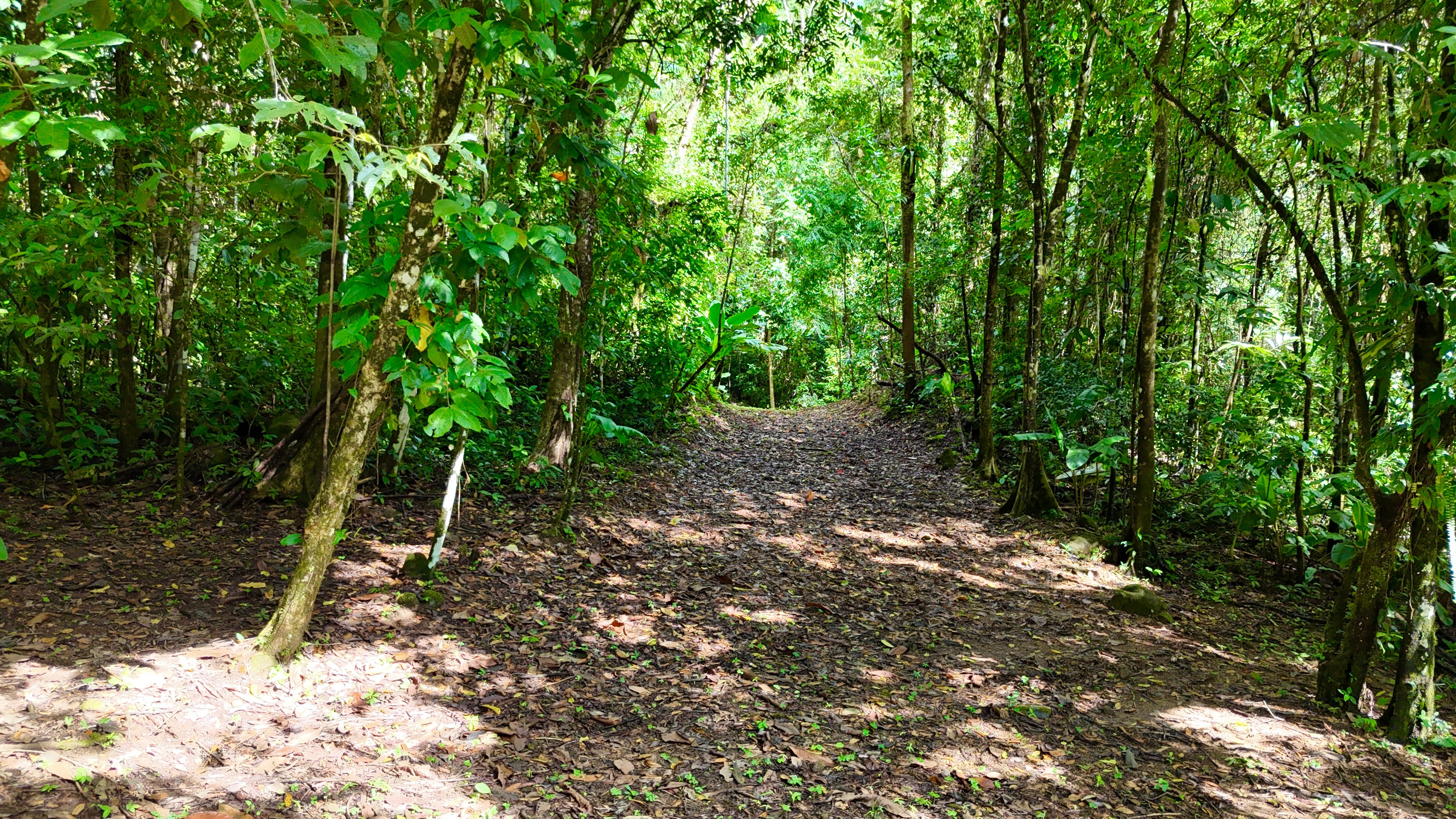 5.9-Acre Jungle Estate in San Josecito, Uvita property photo 3