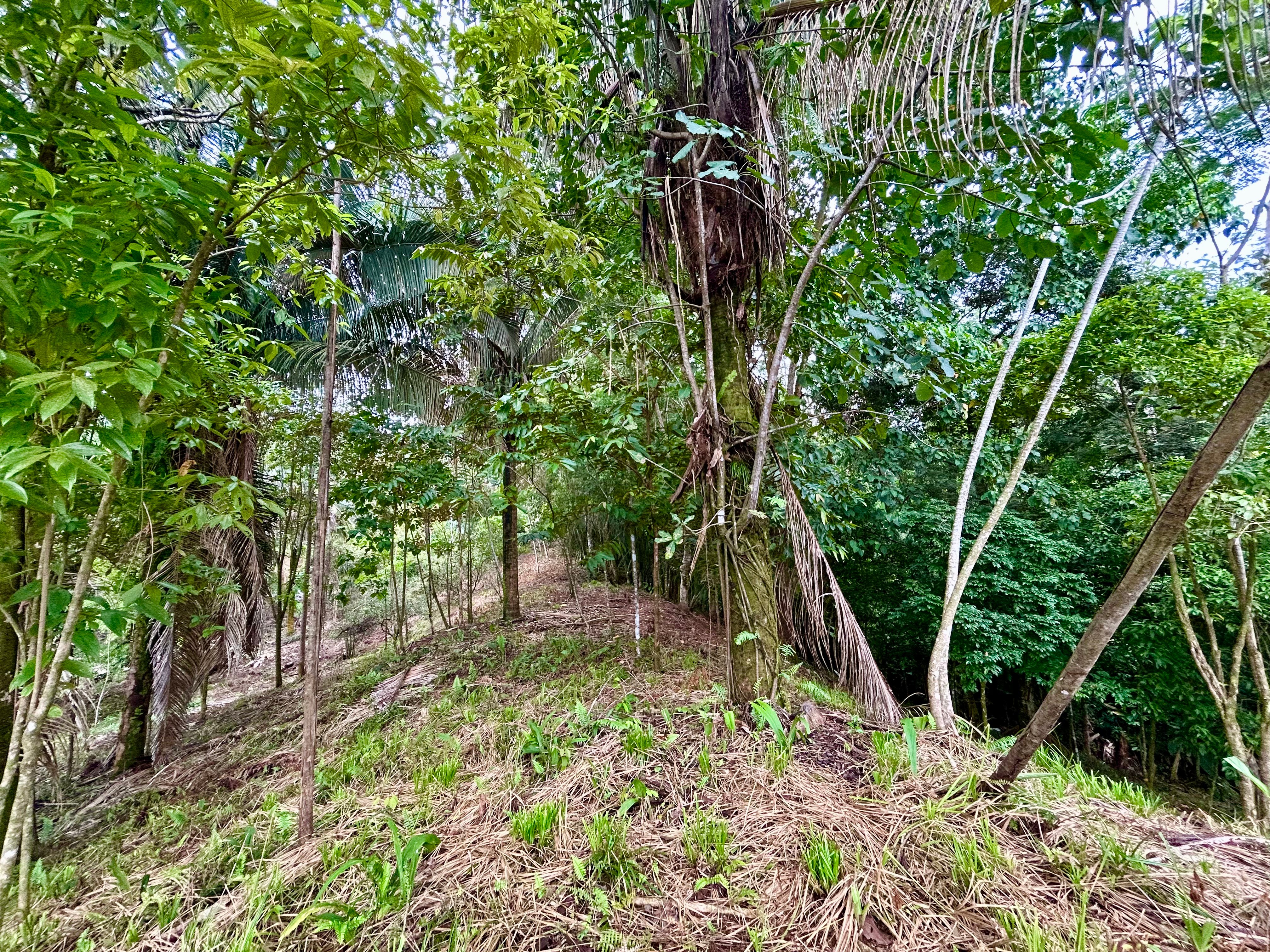 1.4-Acre Lot in Playa Hermosa, Uvita property photo 4