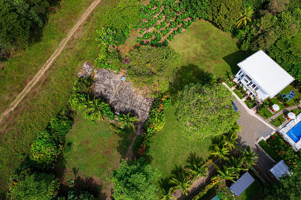 Thumbnail: Flat Build-Ready Lot in Ballena | Mature Fruit Trees