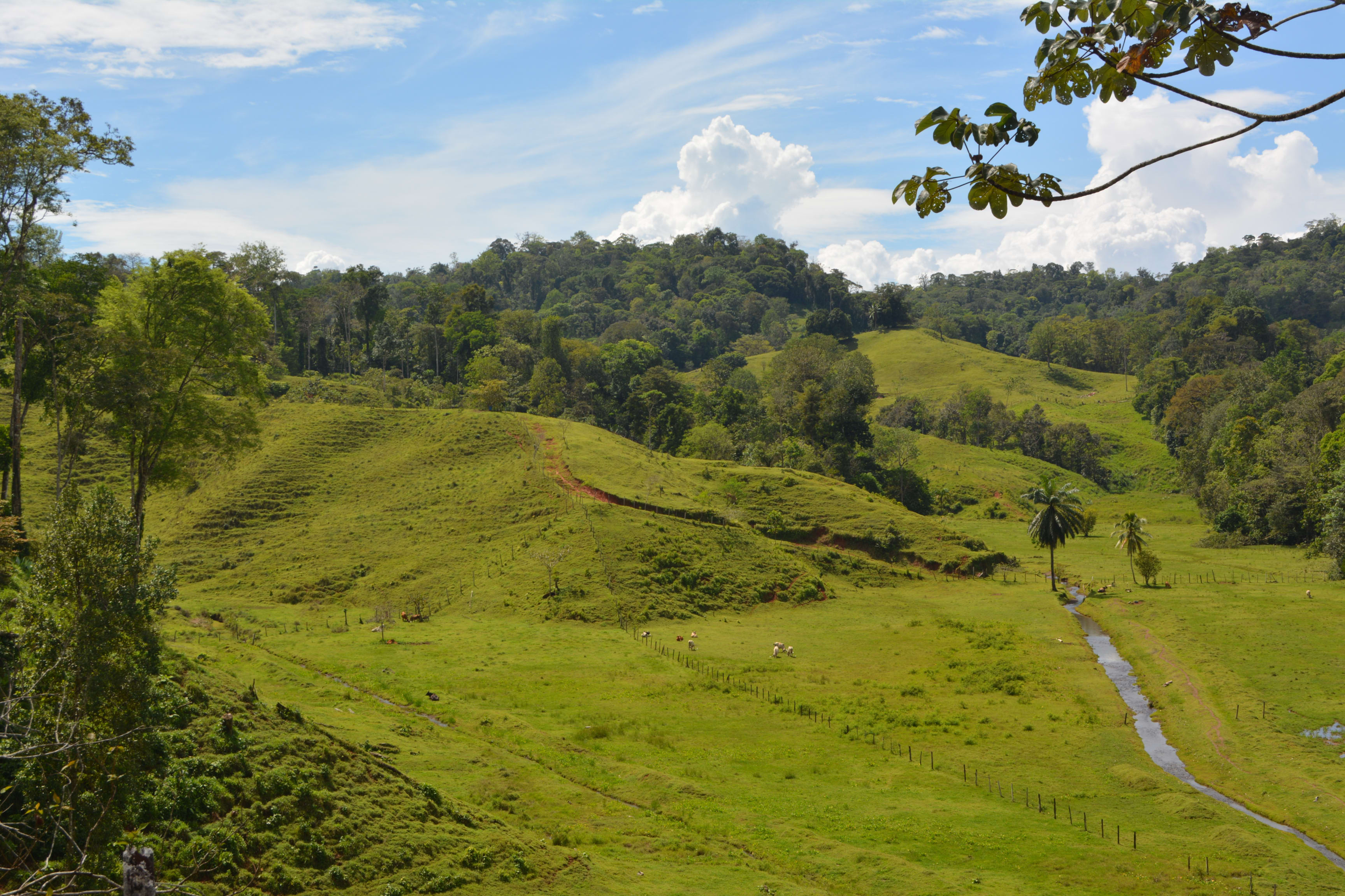 3-Bedroom Home on 96 Acres in Los Mogos, Osa Peninsula property photo 2