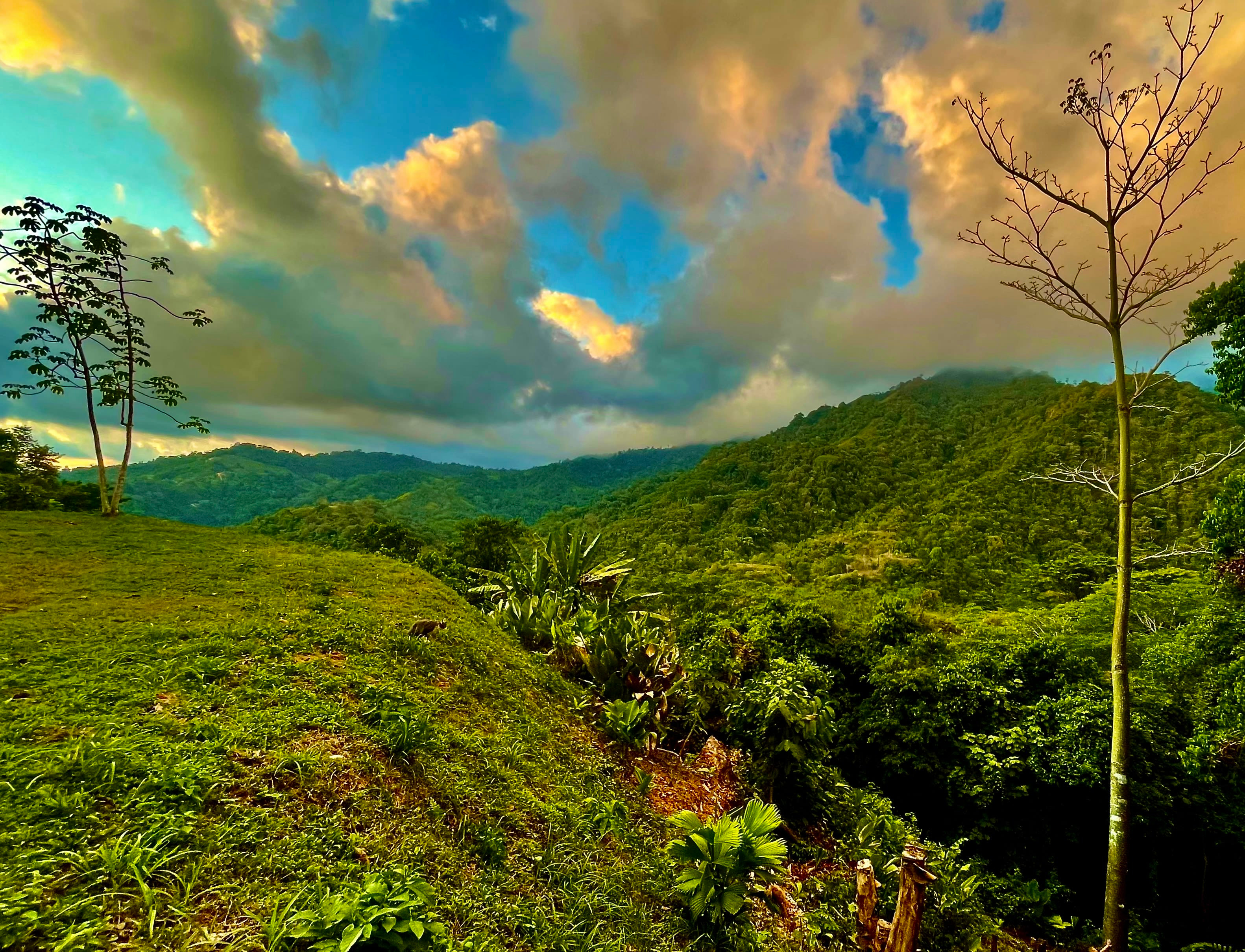 Land Bordering a Wildlife Reserve in Tres Ríos property photo 9