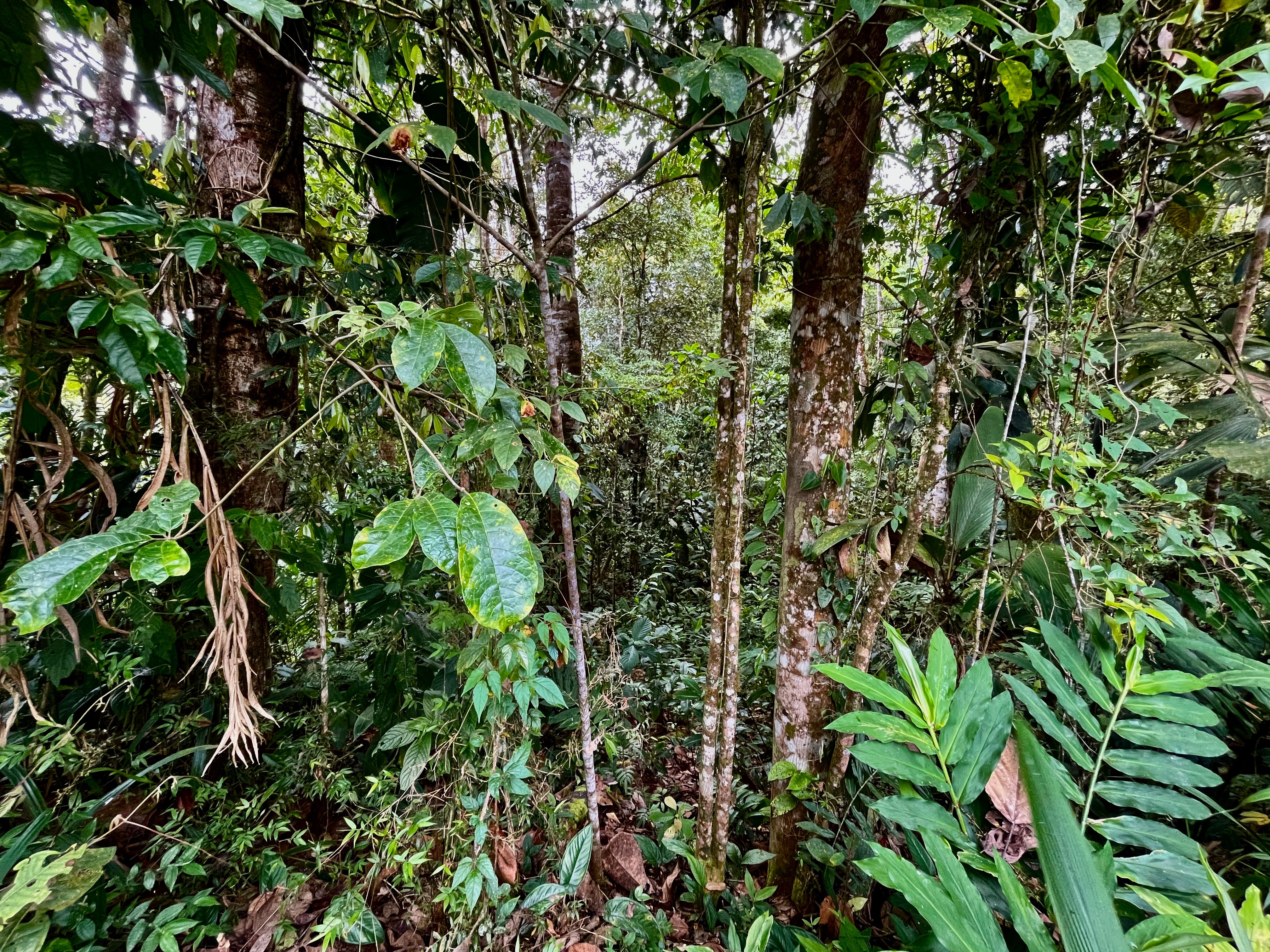 7-Acre Ocean and Mountain View Land in San Luis de Morete, Uvita property photo 3