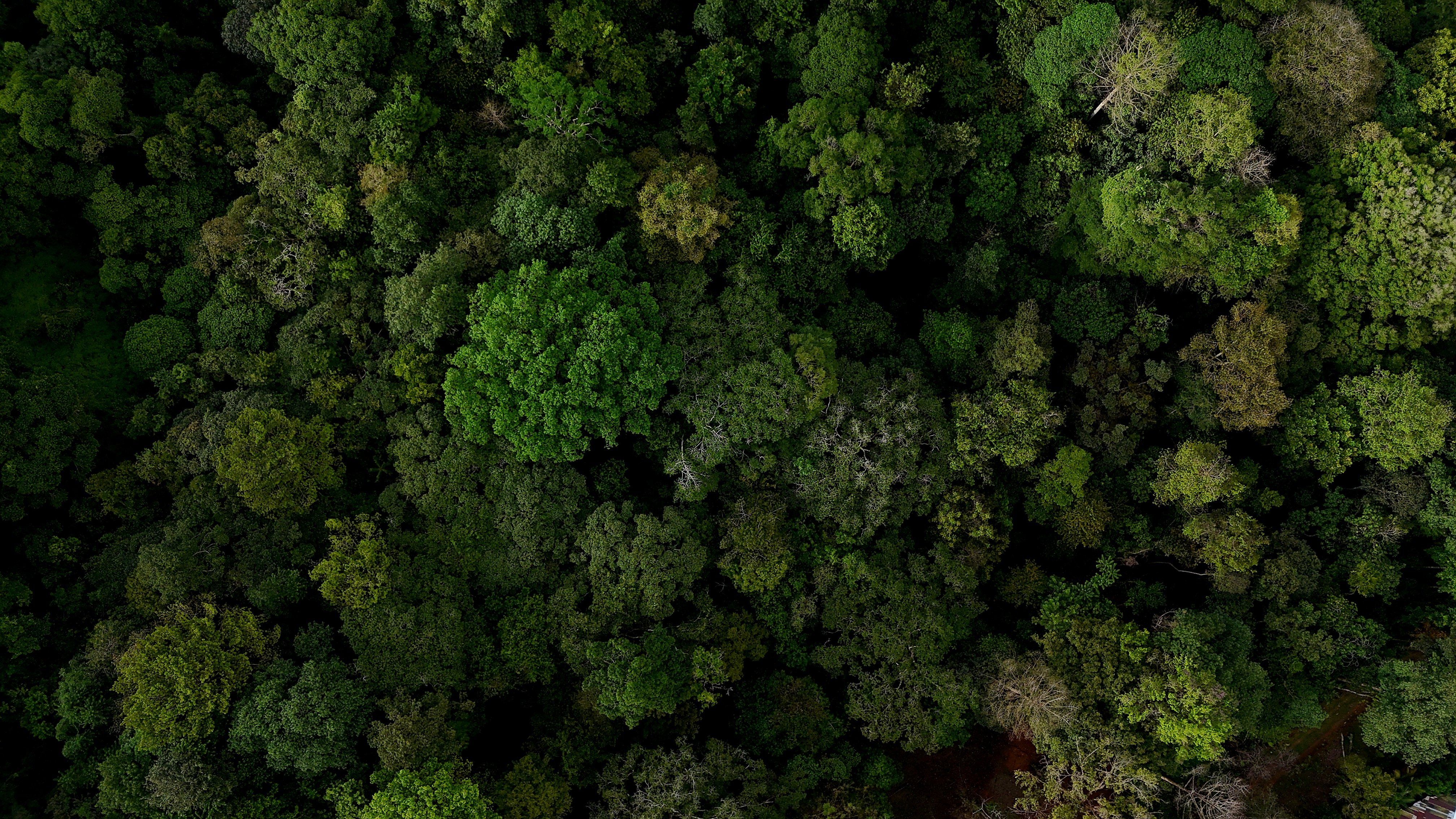3.75-Acre Jungle Lot in Ventanas de Osa property photo 3