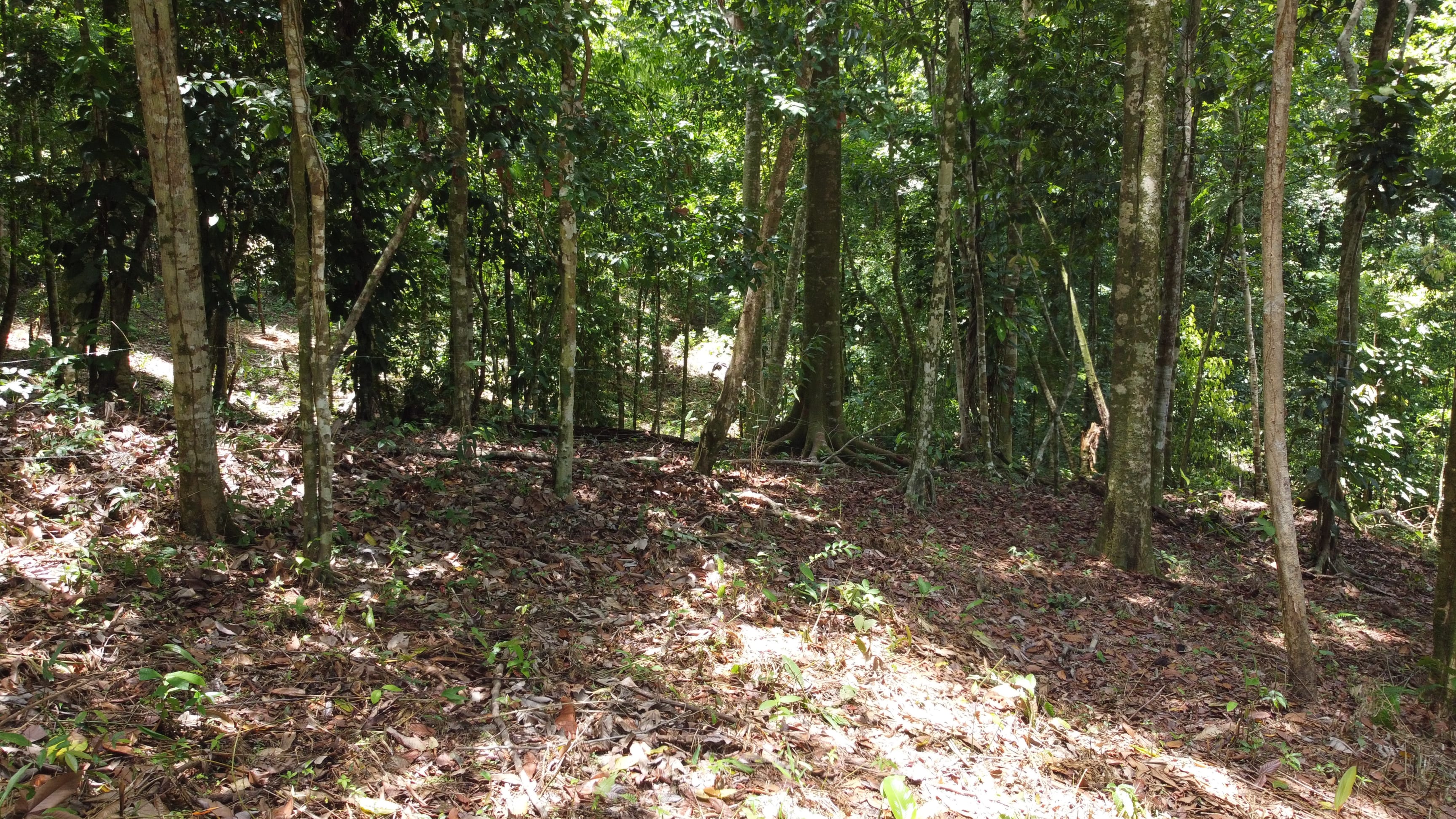 1.6-Acre Jungle View Land in Ballena, Near Uvita property photo 2