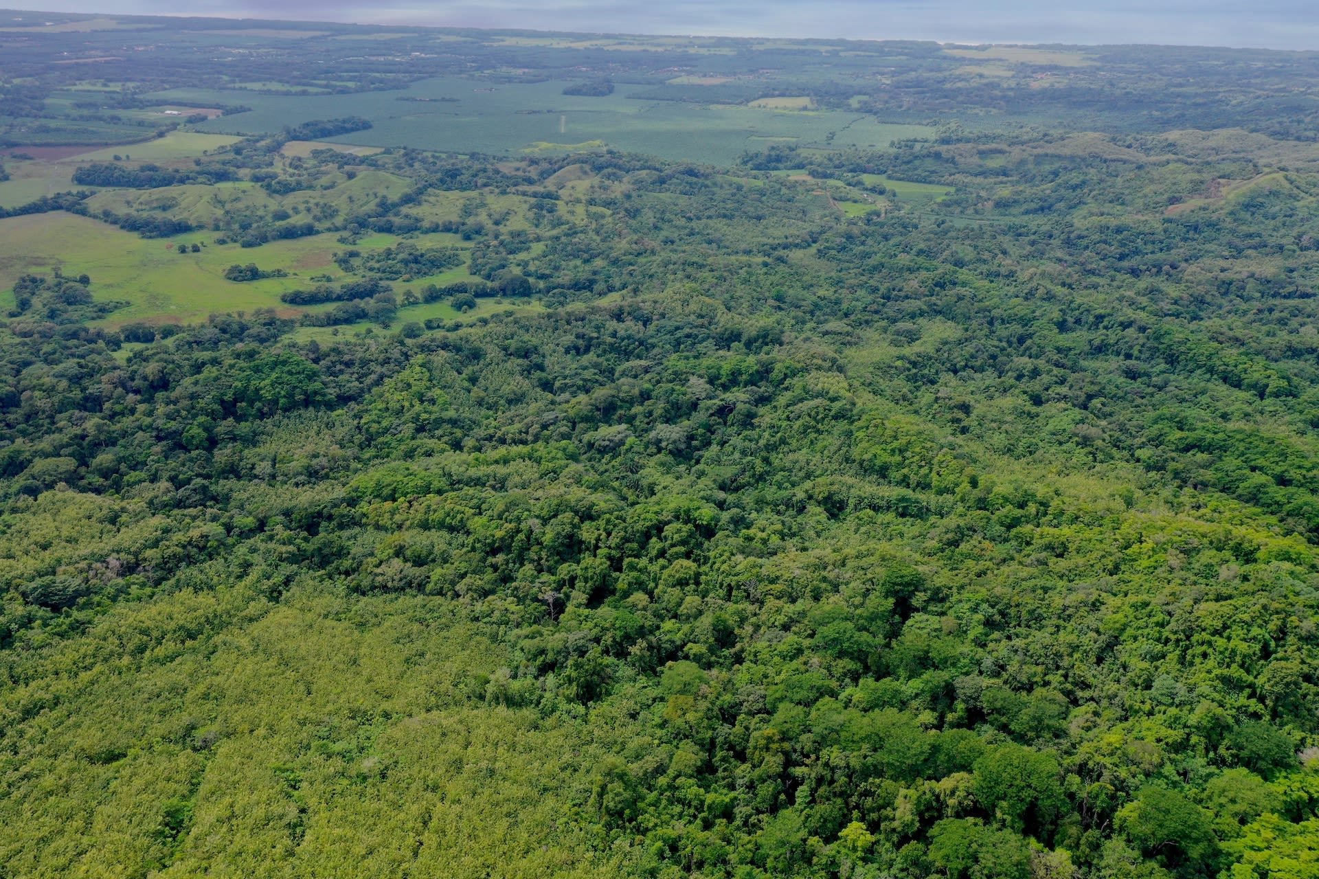 Teak and Hardwood Farm in Parrita, Puntarenas property photo 2