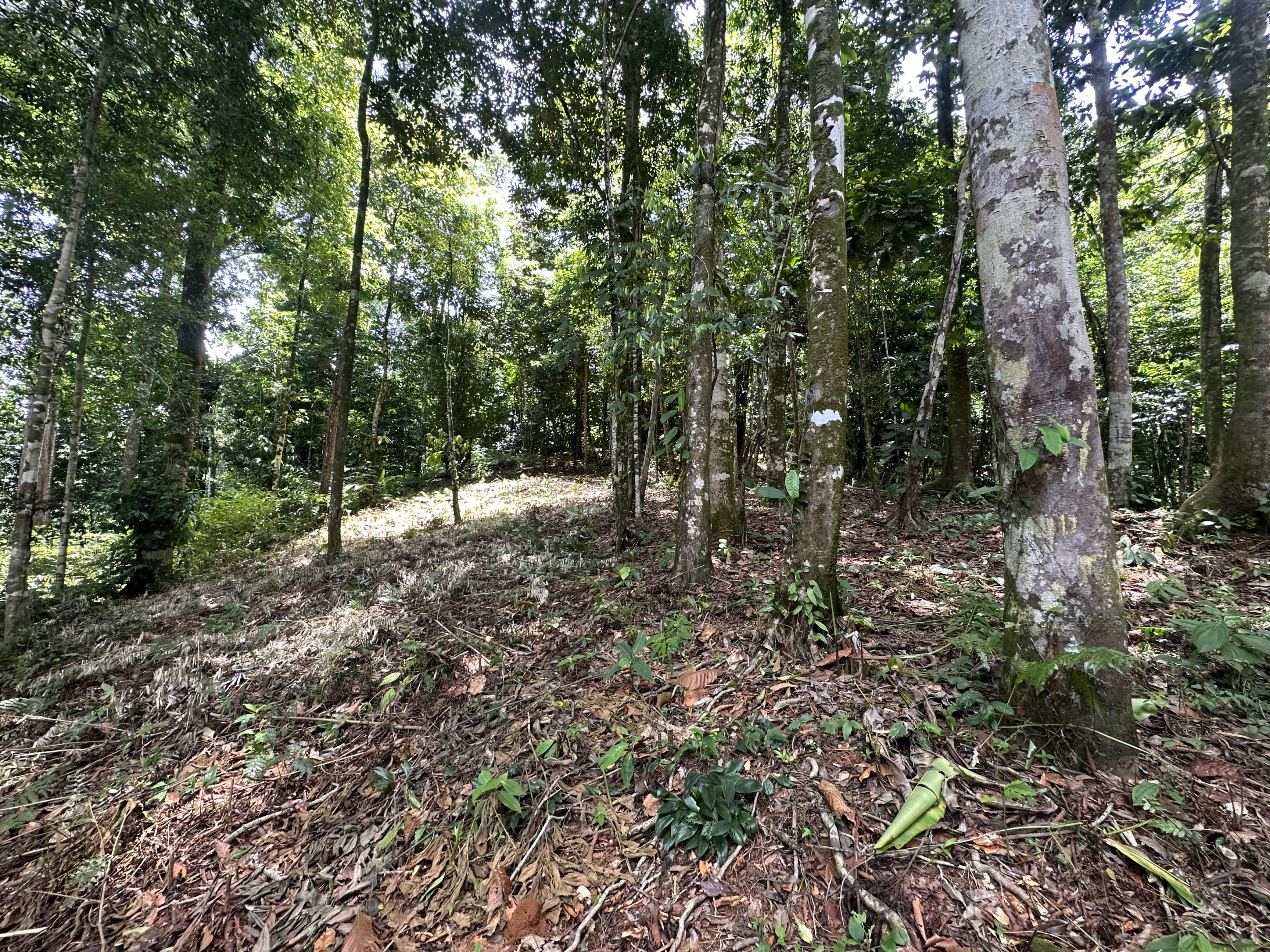 1.6-Acre Jungle View Land in Ballena, Near Uvita in Uvita, Costa Rica
