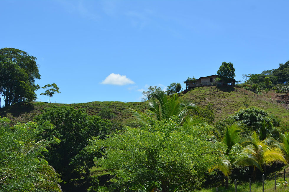 Thumbnail: 71-Acre Development Land in Osa Peninsula | Golfo Dulce Views