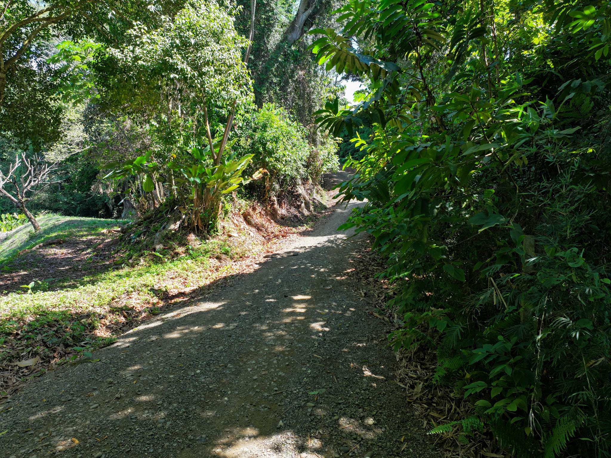 Buildable Jungle Lot Near Dominical property photo 5