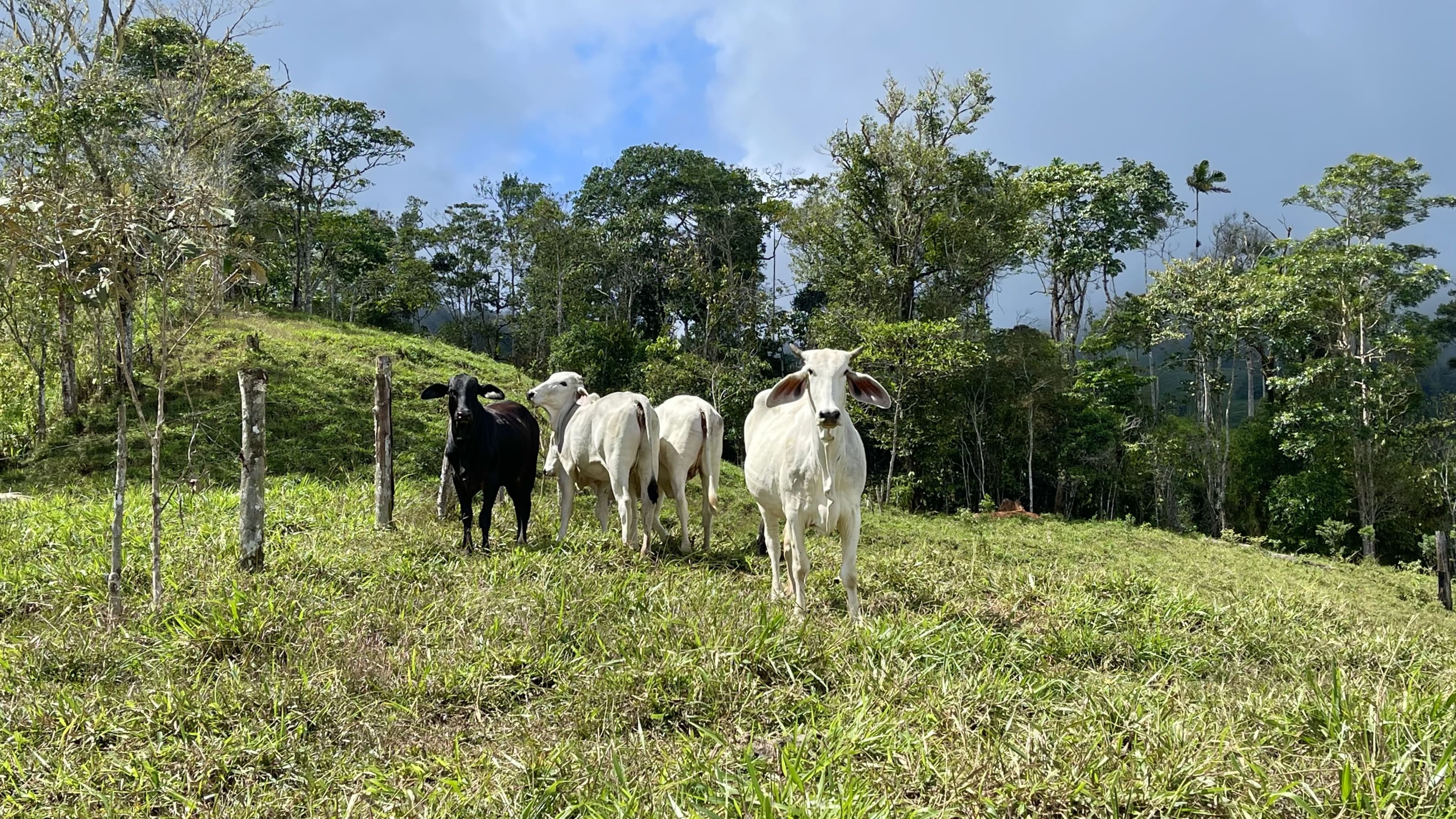 14-Acre Farm in Alto de Guadalupe property photo 3