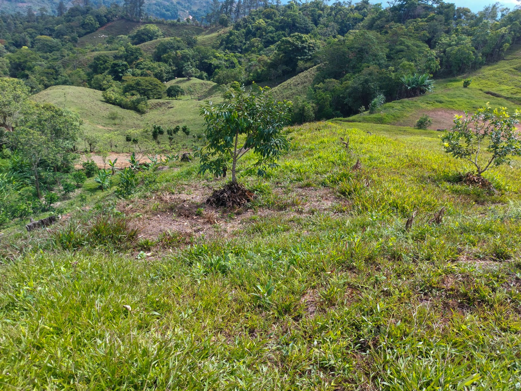 3.36-Acre Ocean View Lot in Aguas Buenas, Uvita property photo 3