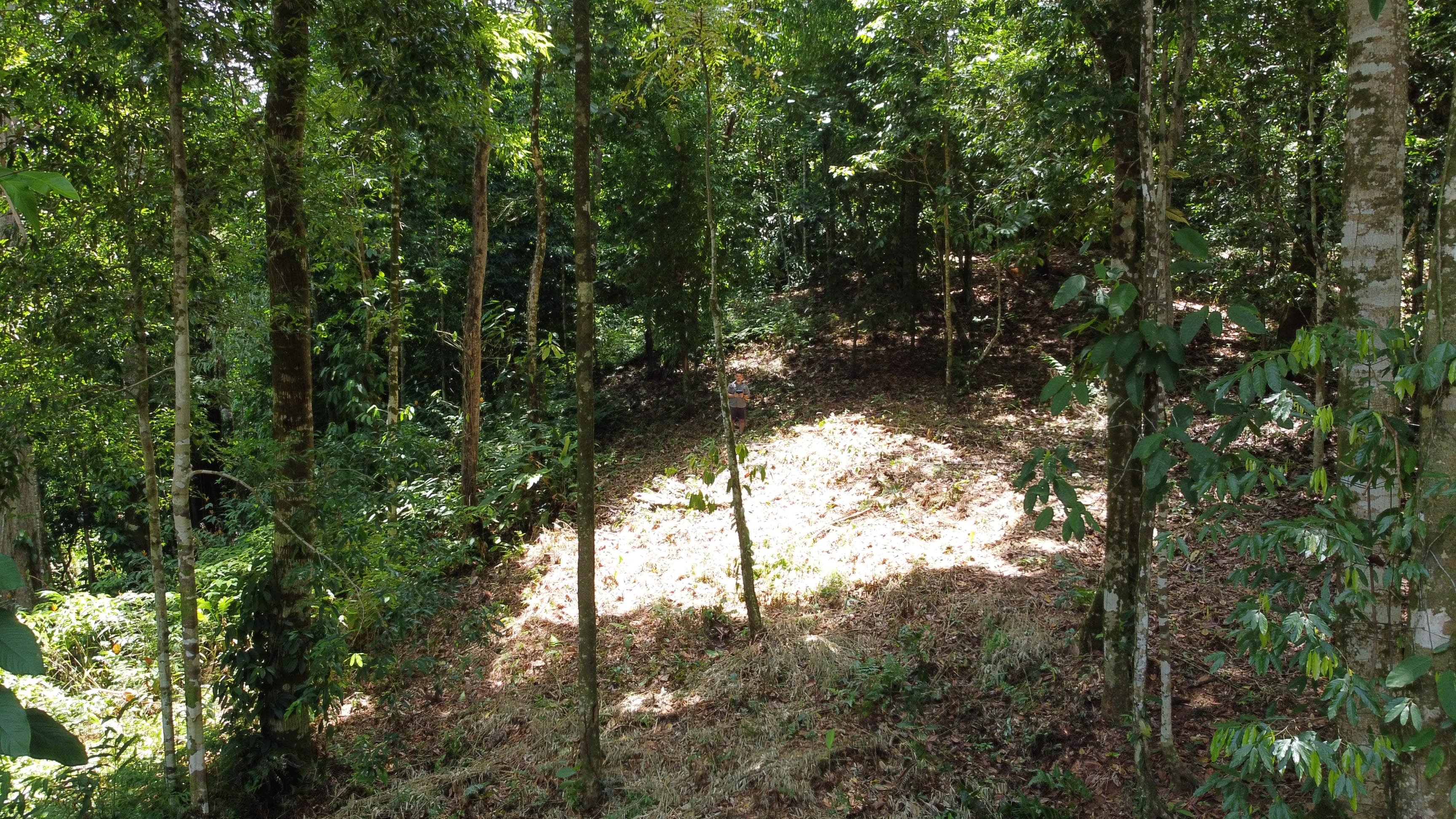 1.6-Acre Jungle View Land in Ballena, Near Uvita property photo 4