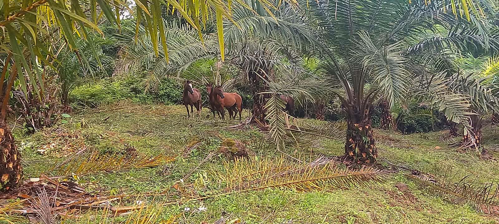 598-Acre Ranch in San Juan de Dios, Platanillo property photo 5
