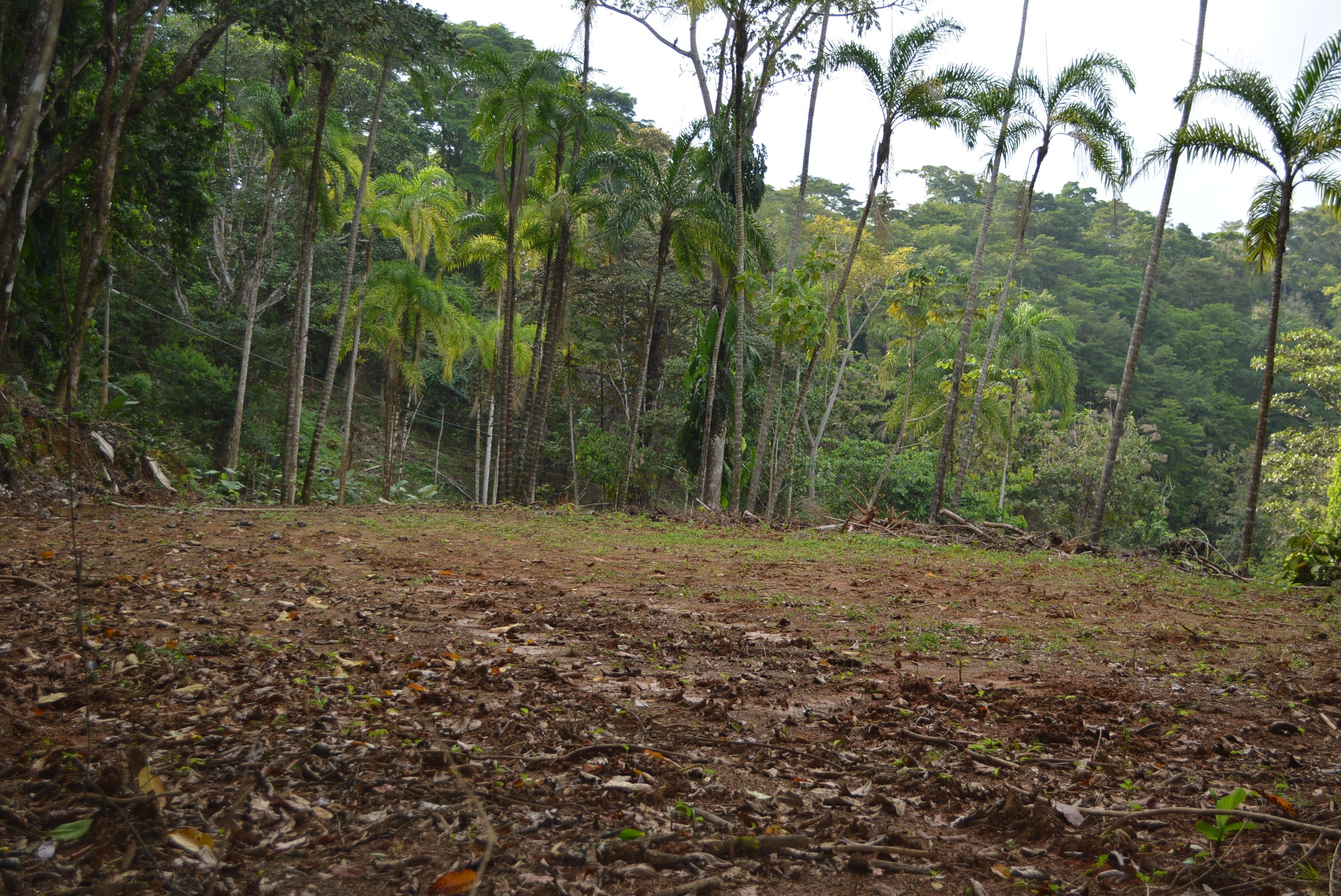 5 Building Lots in Lagunas, Near Dominical property photo 4