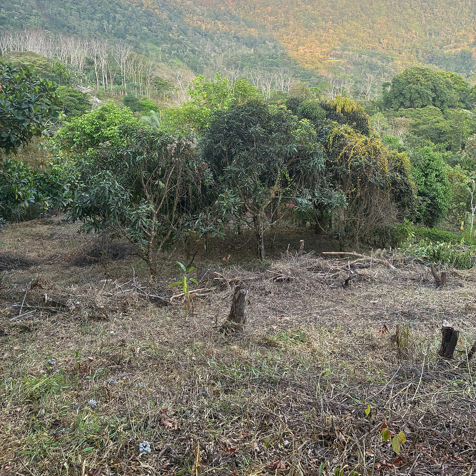 Thumbnail: Mountain Lot with Ocean Views in Uvita | 3 Build Sites