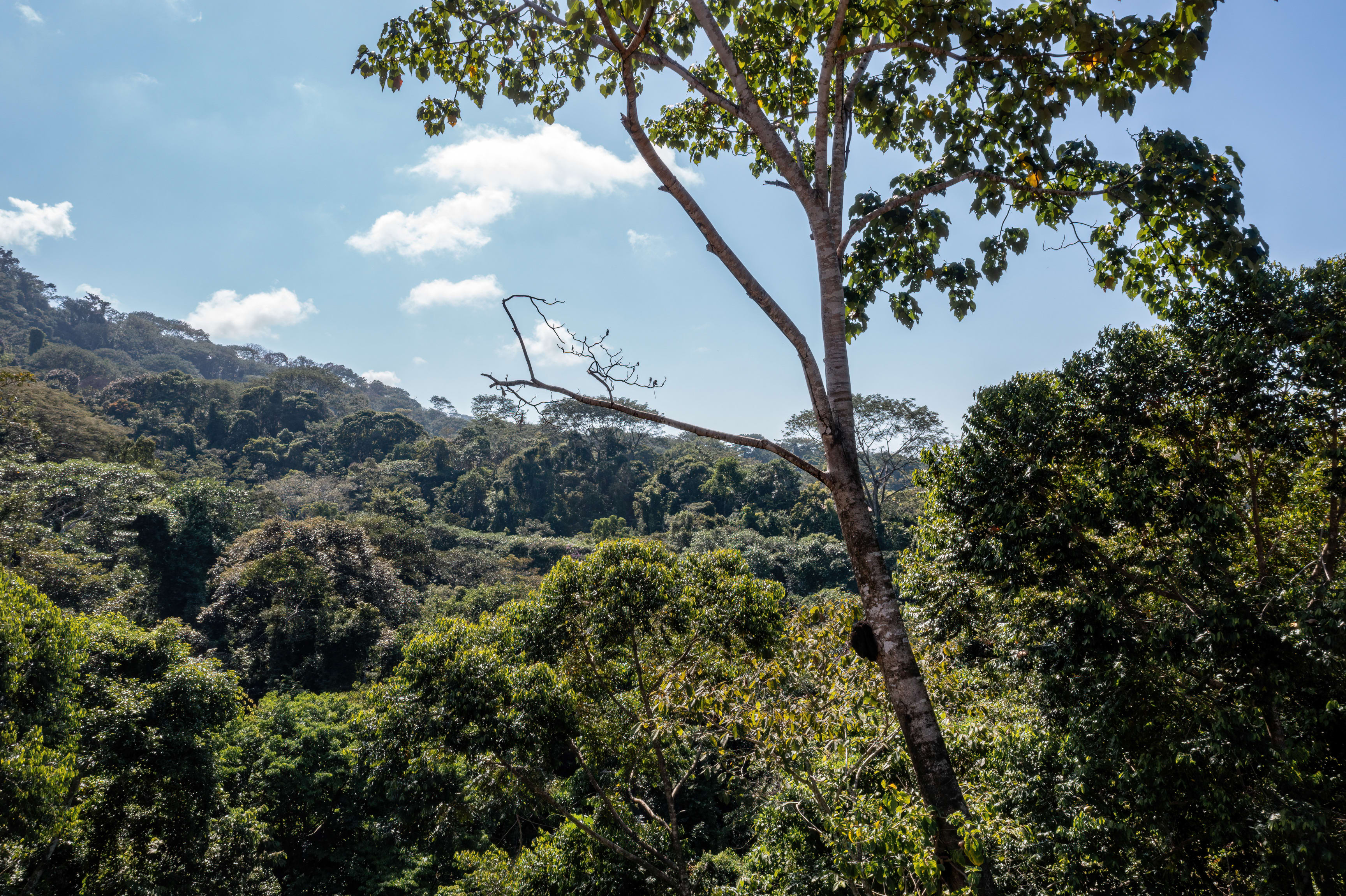Ocean View Land (Lot 3) in Paradise Breezes, Hatillo property photo 4