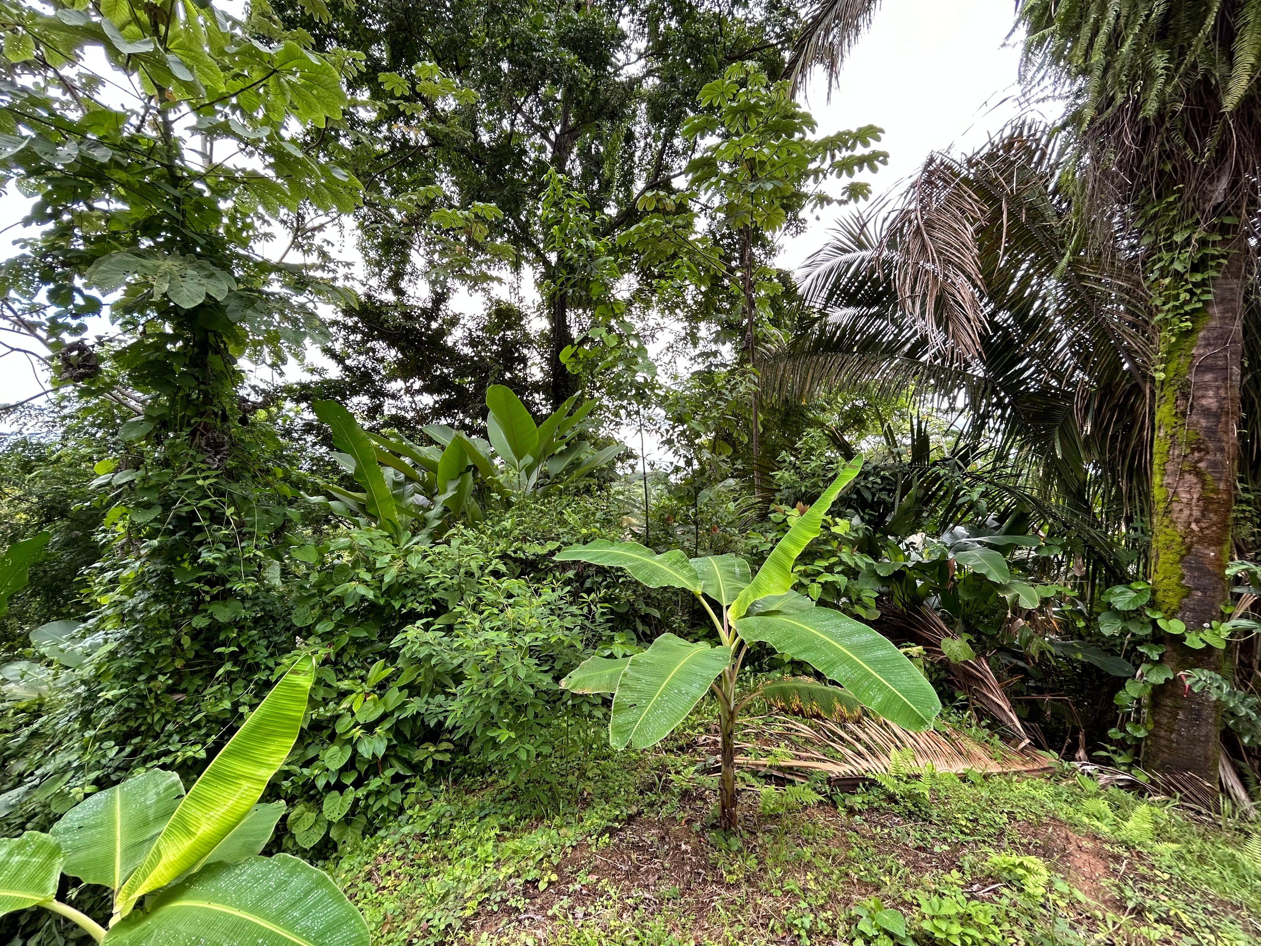 Ocean View Land in Playa Hermosa, Near Uvita property photo 4